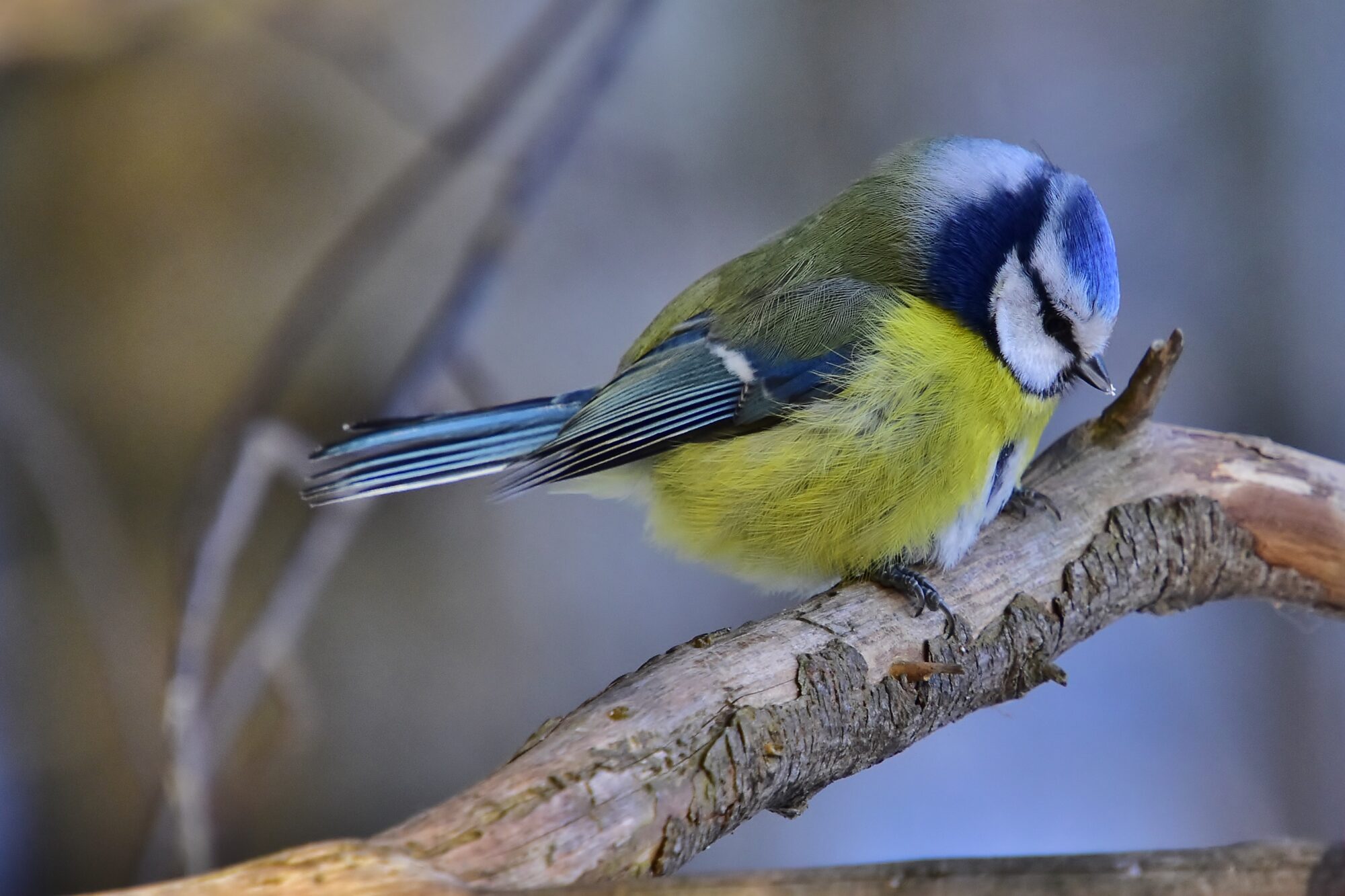 Valokuvaaja: Markku Pelkonen Valokuvaaja: Markku Pelkonen