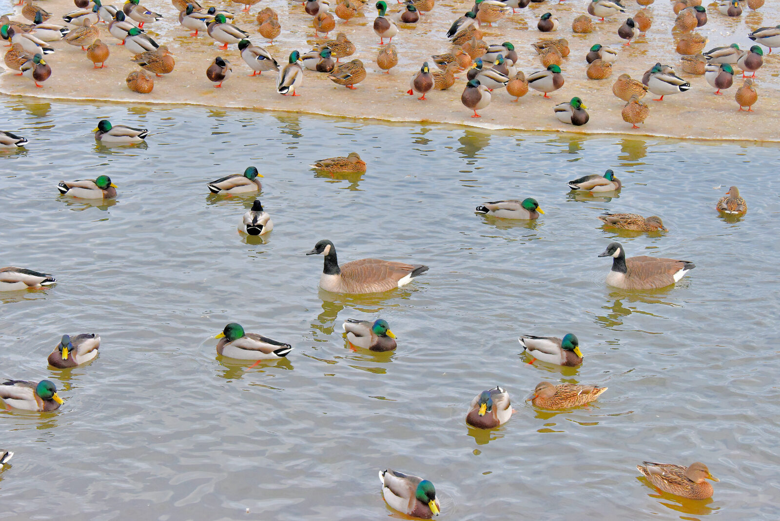 Valokuvaaja: Reijo juurinen Valokuvaaja: Reijo juurinen
