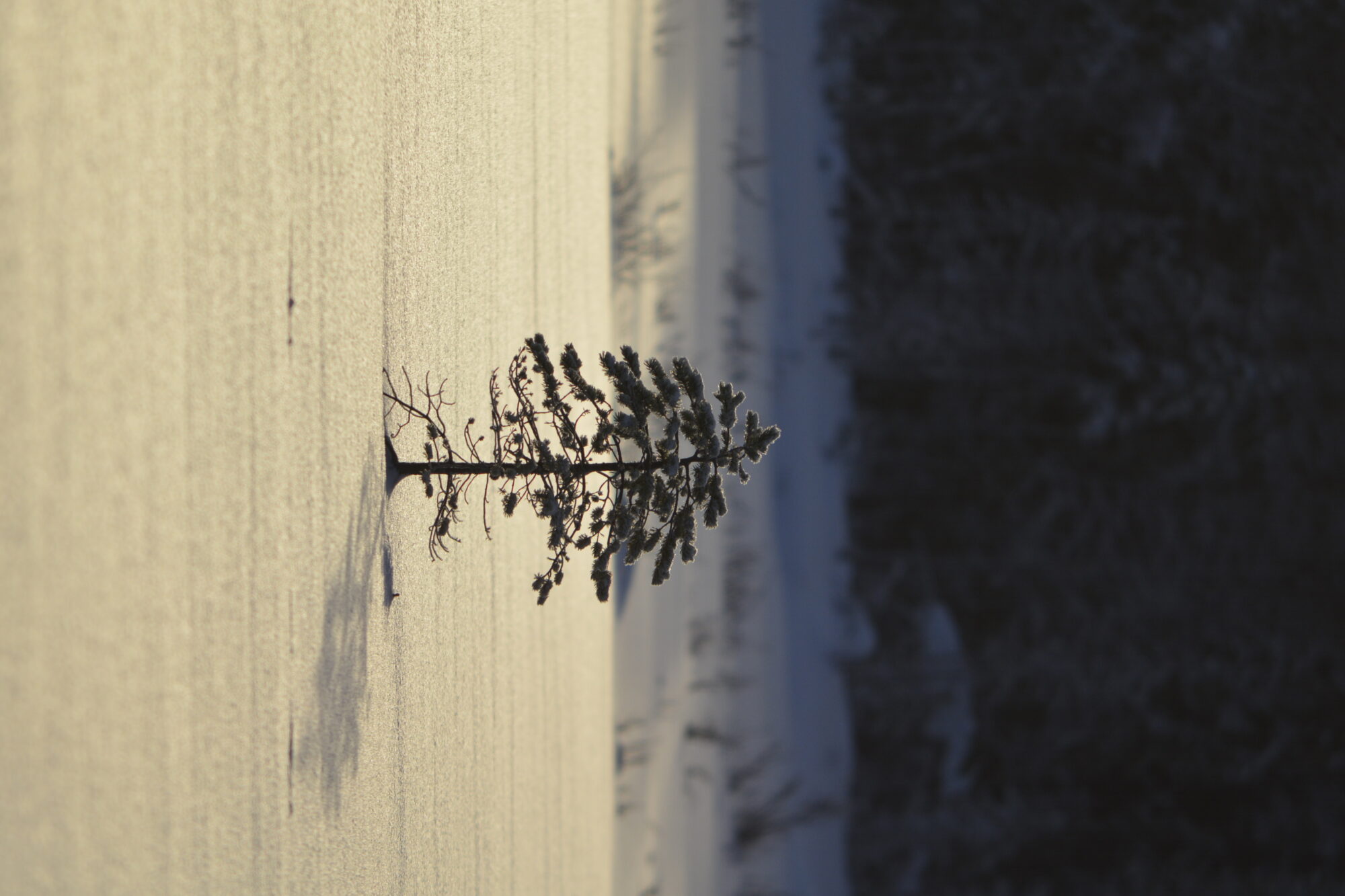 Valokuvaaja: Martti Airasvaara