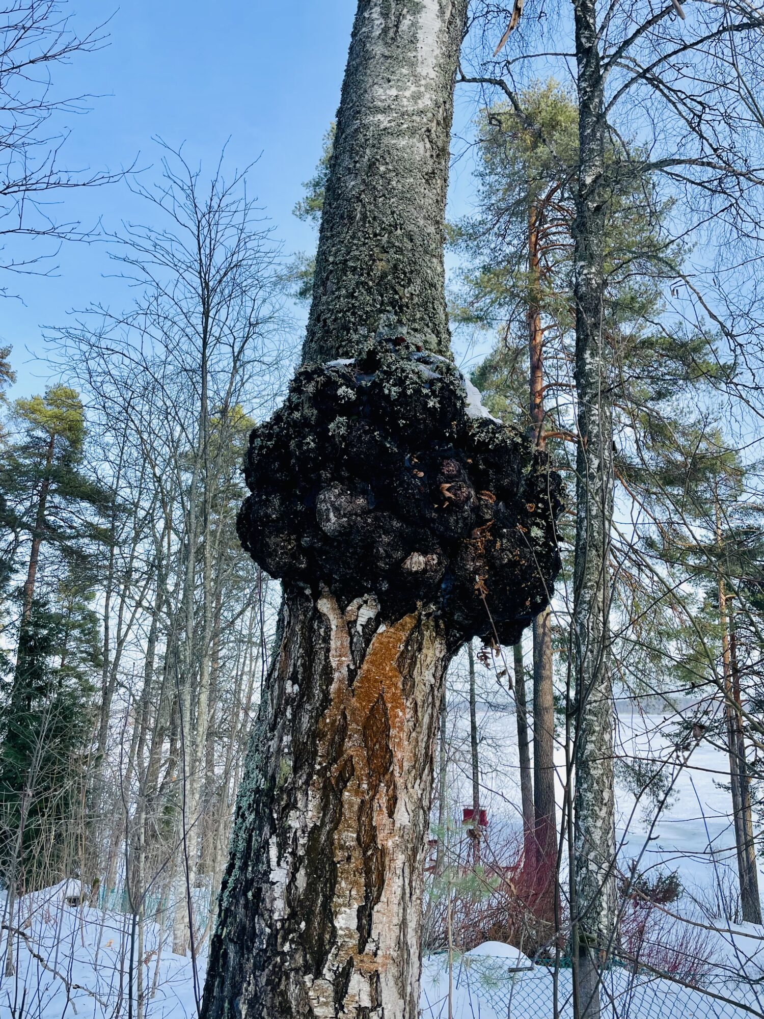 Valokuvaaja: Pirjo Kallio