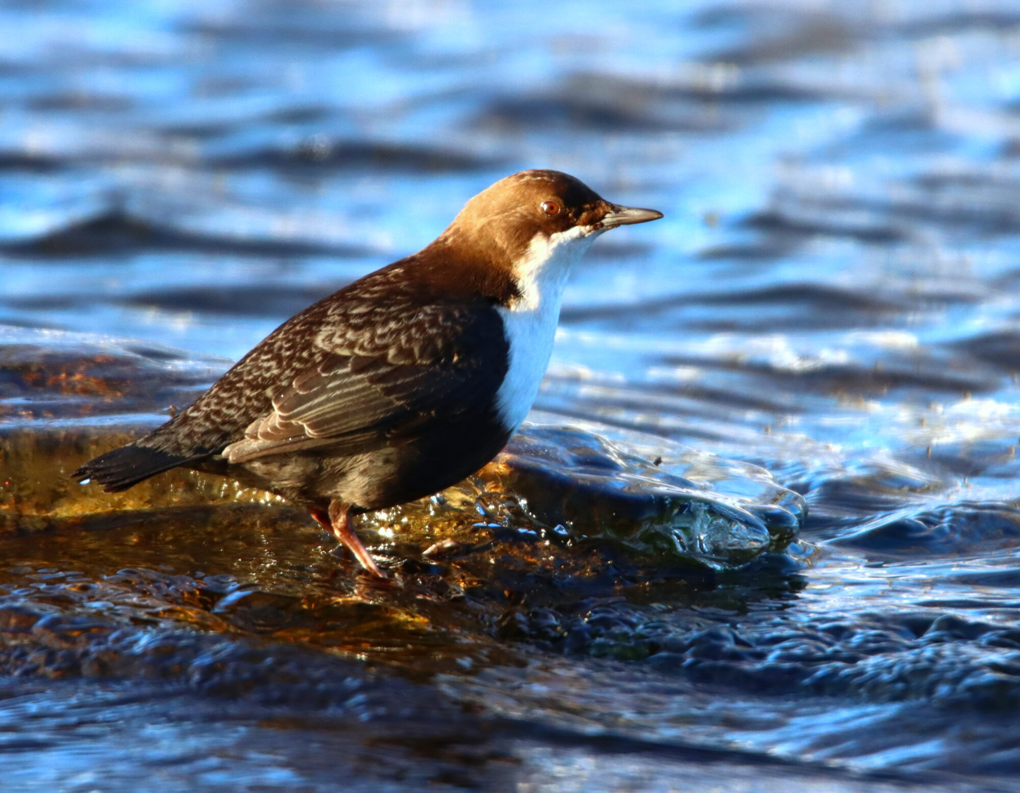 Valokuvaaja: Irja Lehtinen