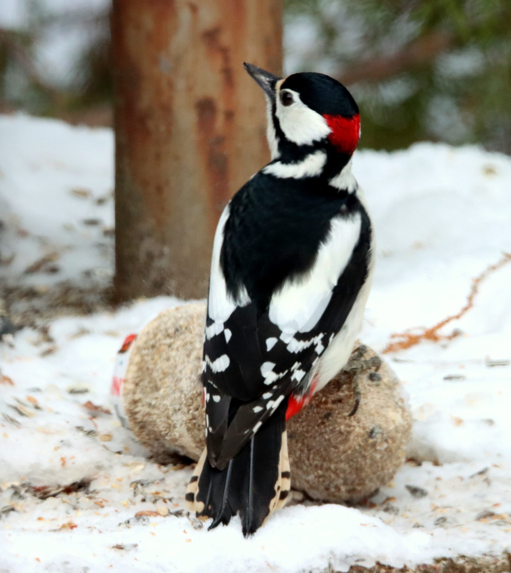 Valokuvaaja: Irja Lehtinen