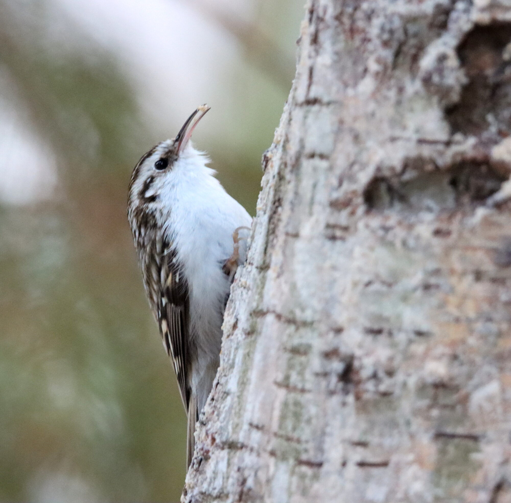 Valokuvaaja: Irja Lehtinen