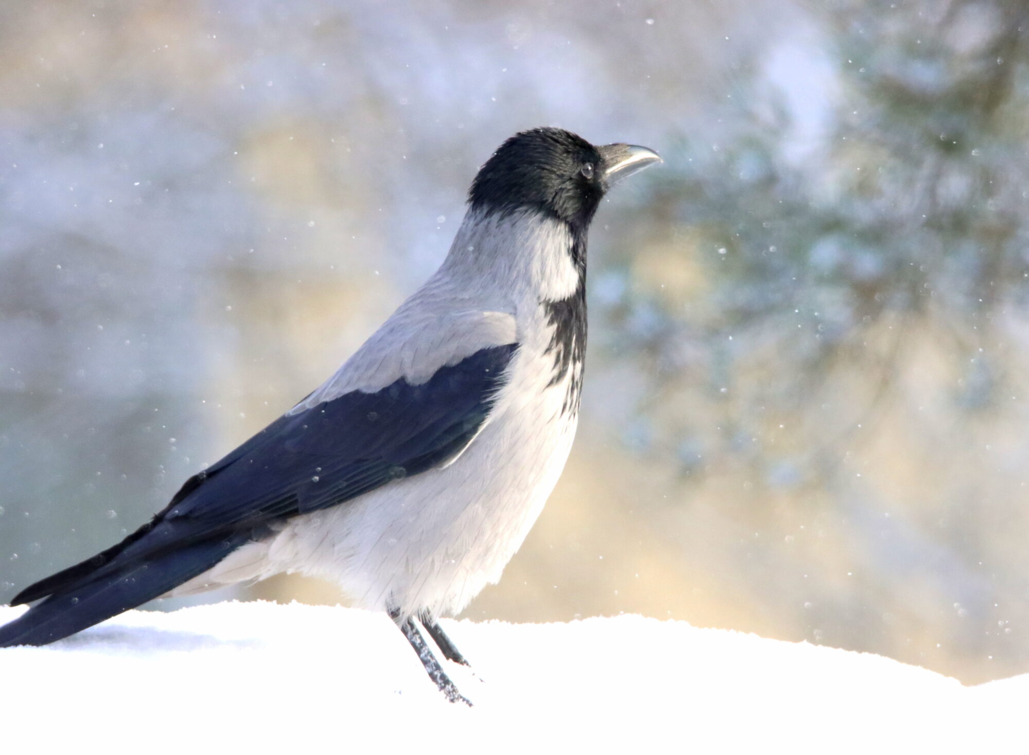 Valokuvaaja: Irja Lehtinen