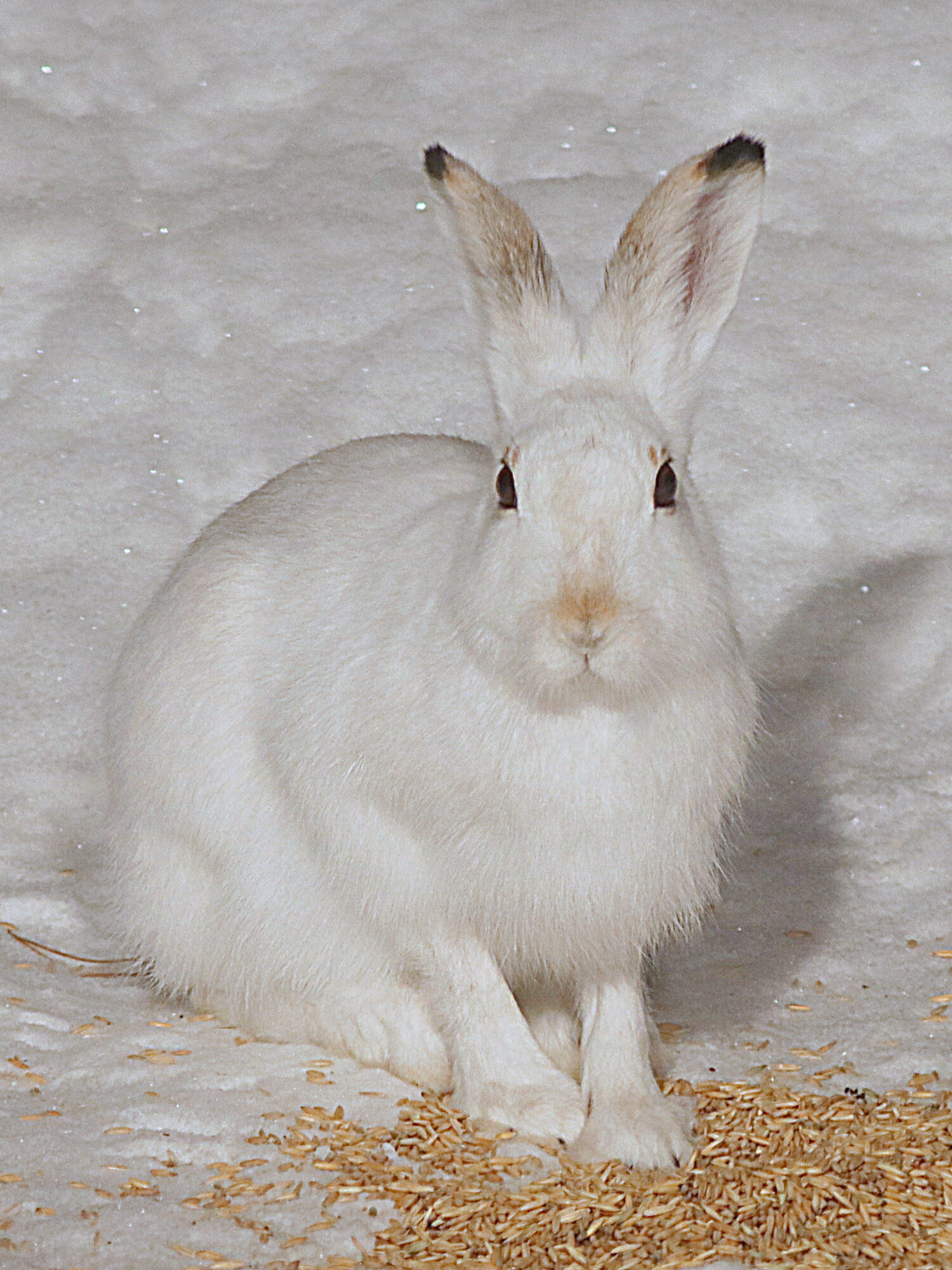 Valokuvaaja: Hannu Rasiranta