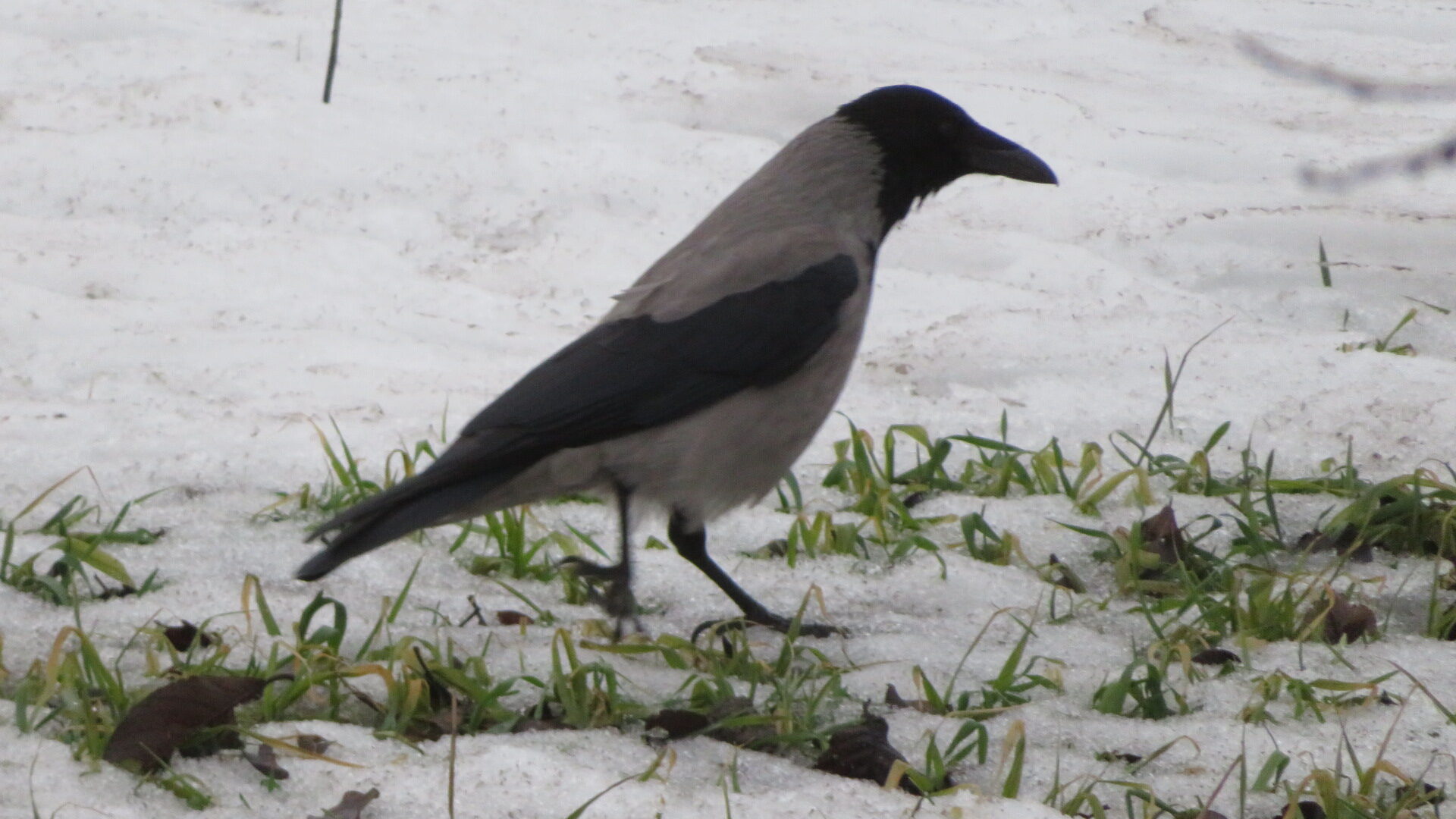 Valokuvaaja: Risto Kangassalo Valokuvaaja: Risto Kangassalo