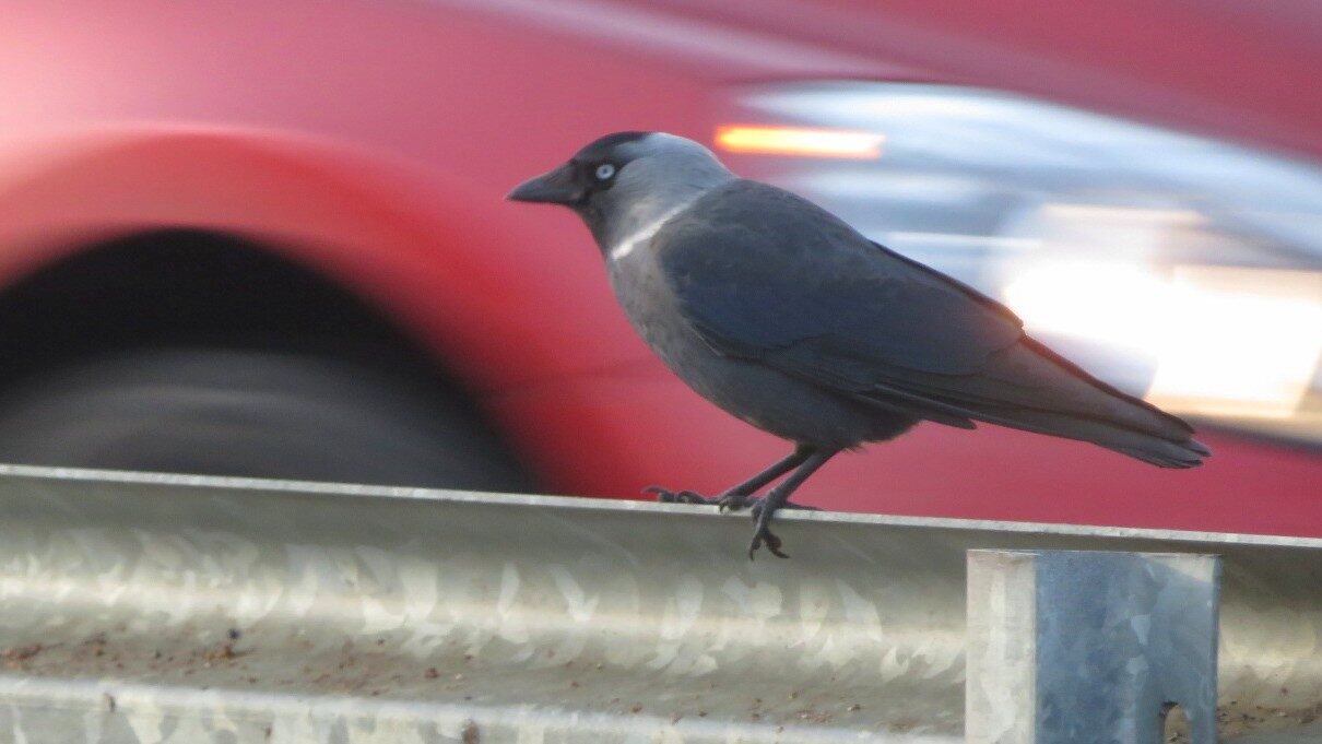 Valokuvaaja: Risto Kangassalo