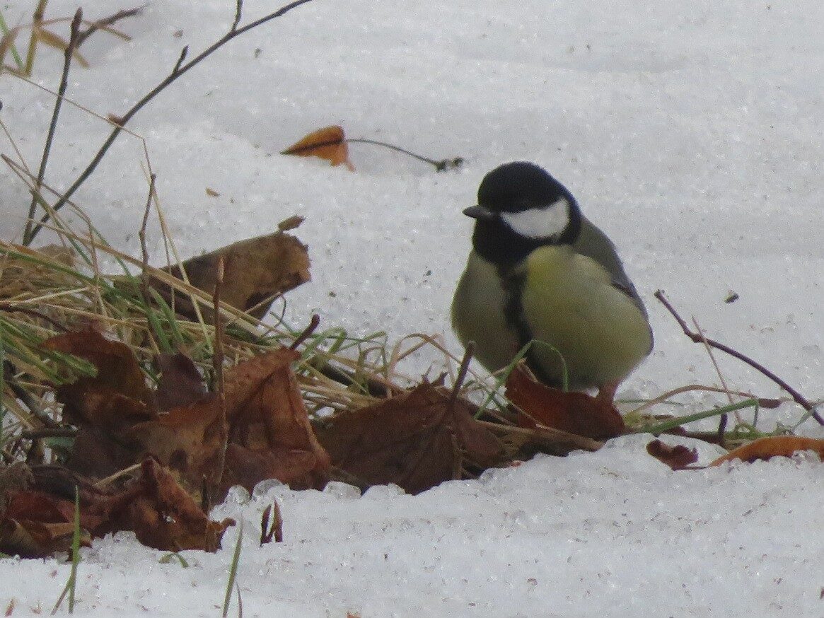 Valokuvaaja: Risto Kangassalo