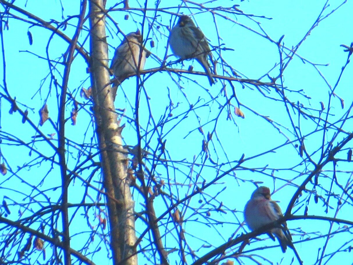 Valokuvaaja: Risto Kangassalo