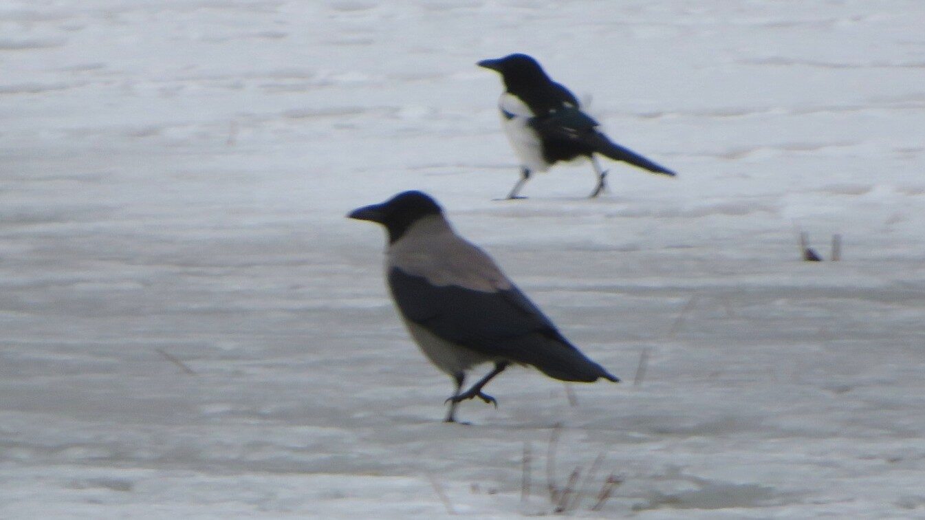 Valokuvaaja: Risto Kangassalo