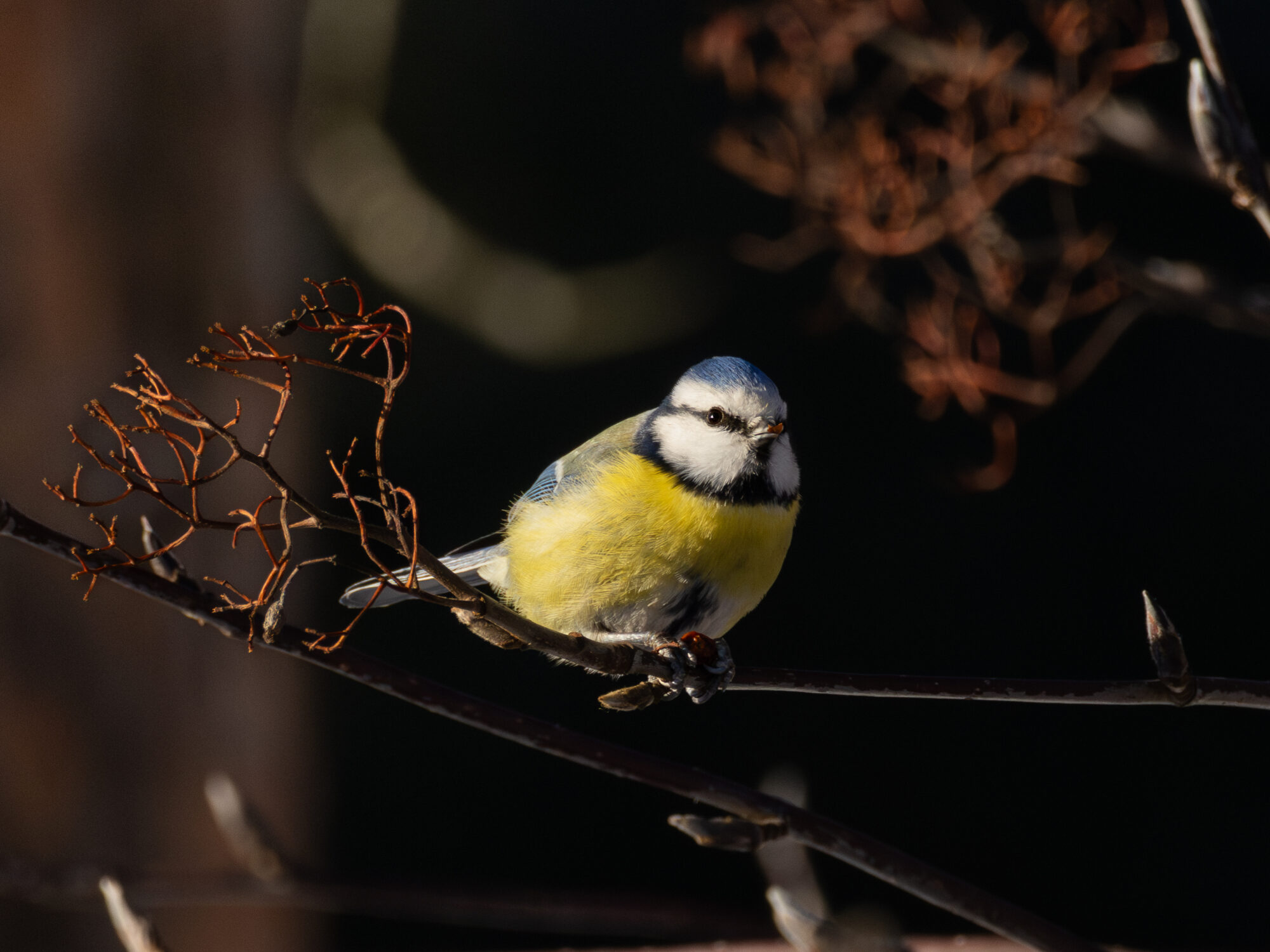 Valokuvaaja: Leevi Halme
