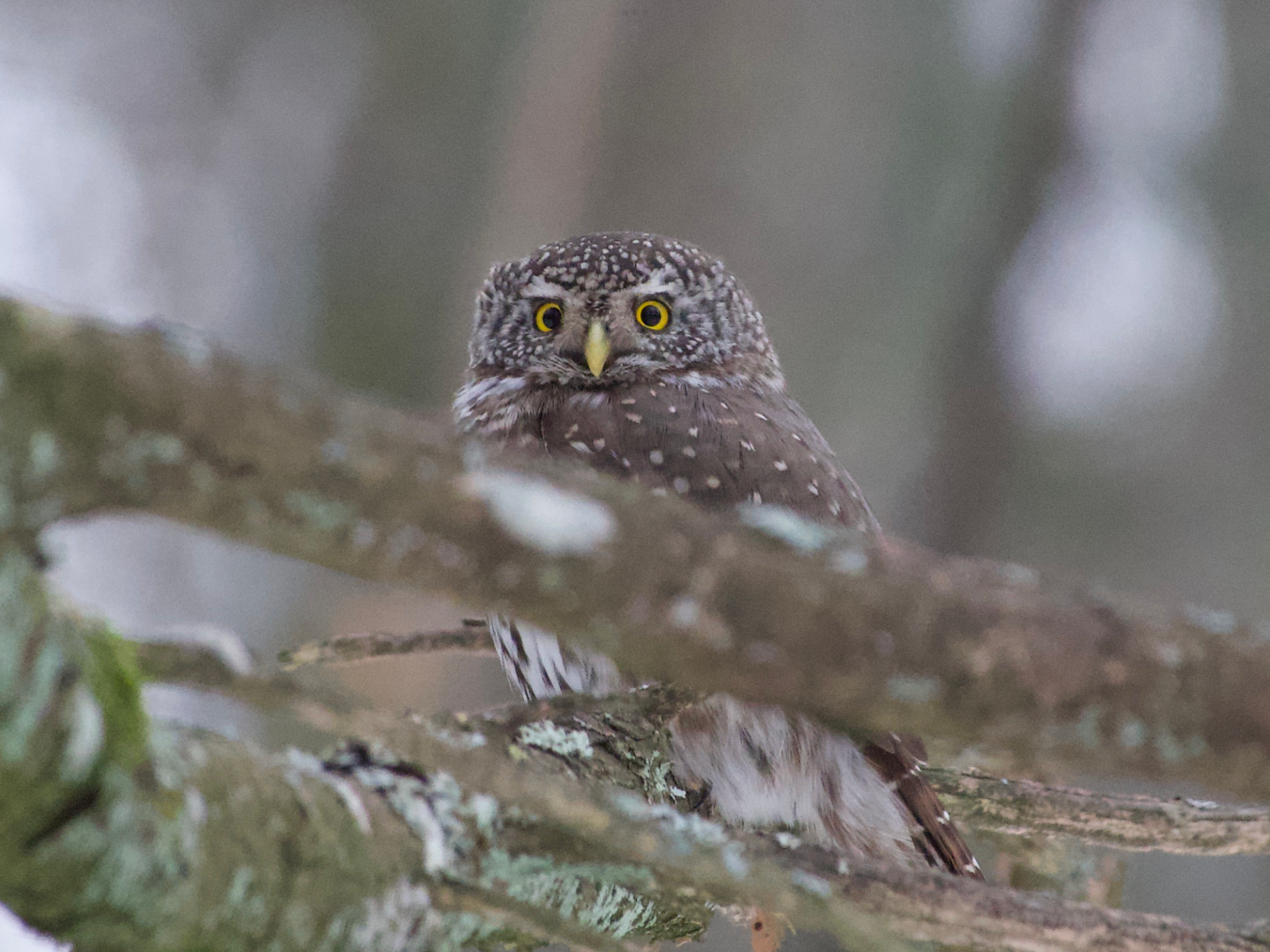 Valokuvaaja: Juha Naukkarinen