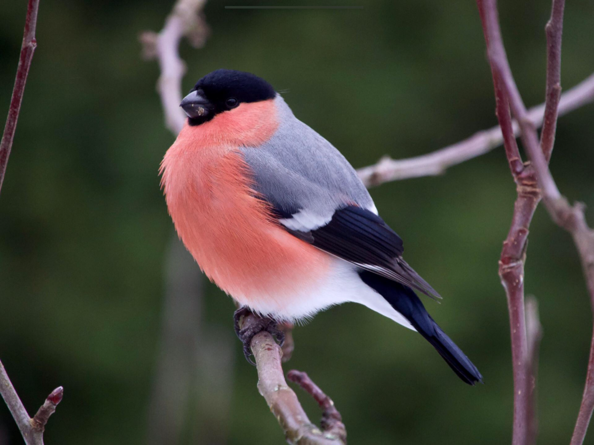 Valokuvaaja: Juha Naukkarinen