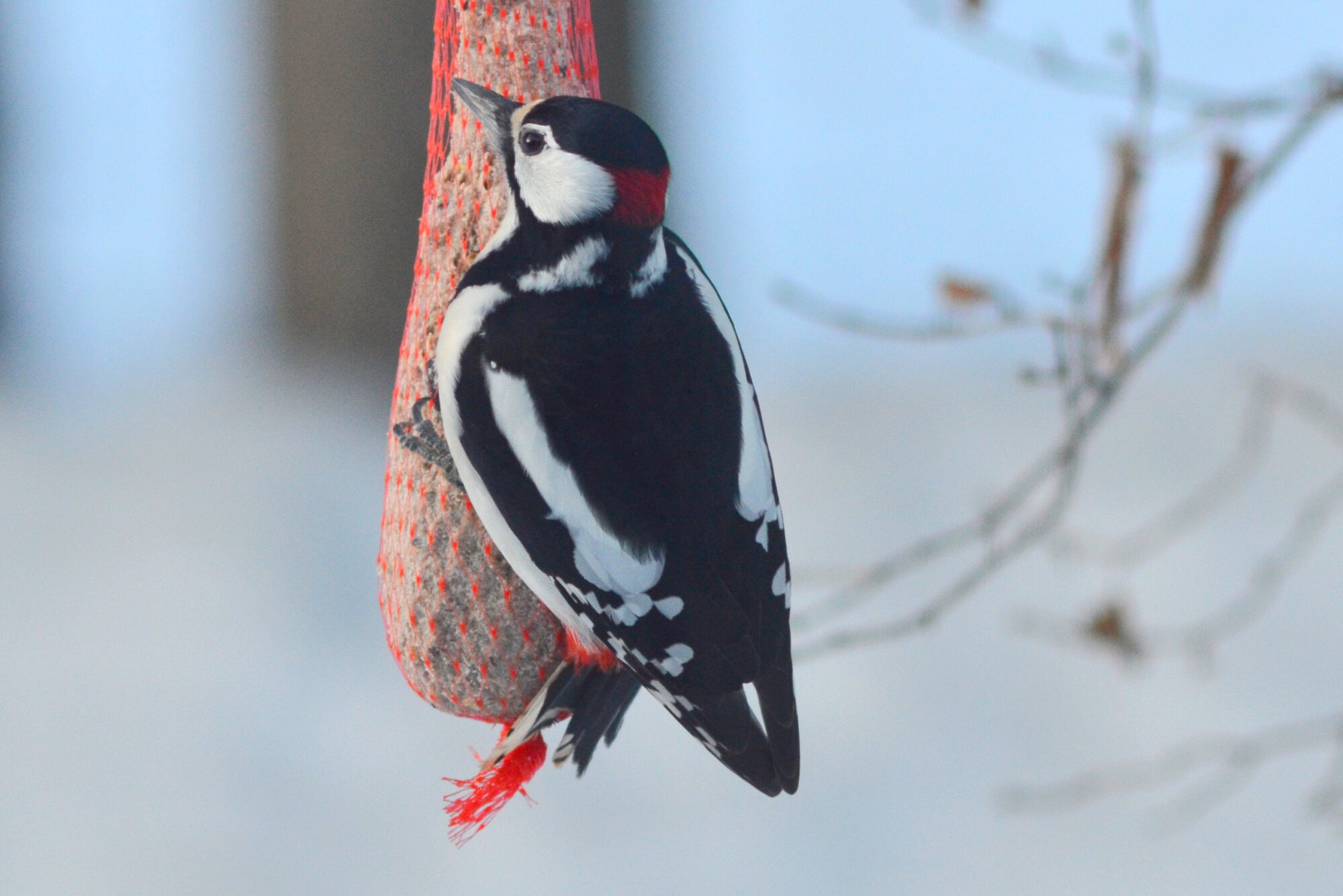 Valokuvaaja: Kaarlo Asikainen