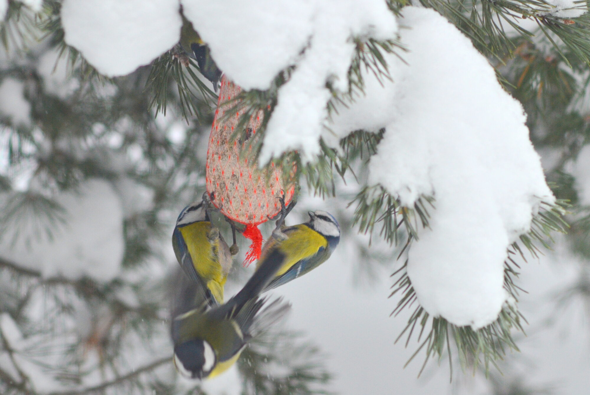 Valokuvaaja: Kaarlo Asikainen