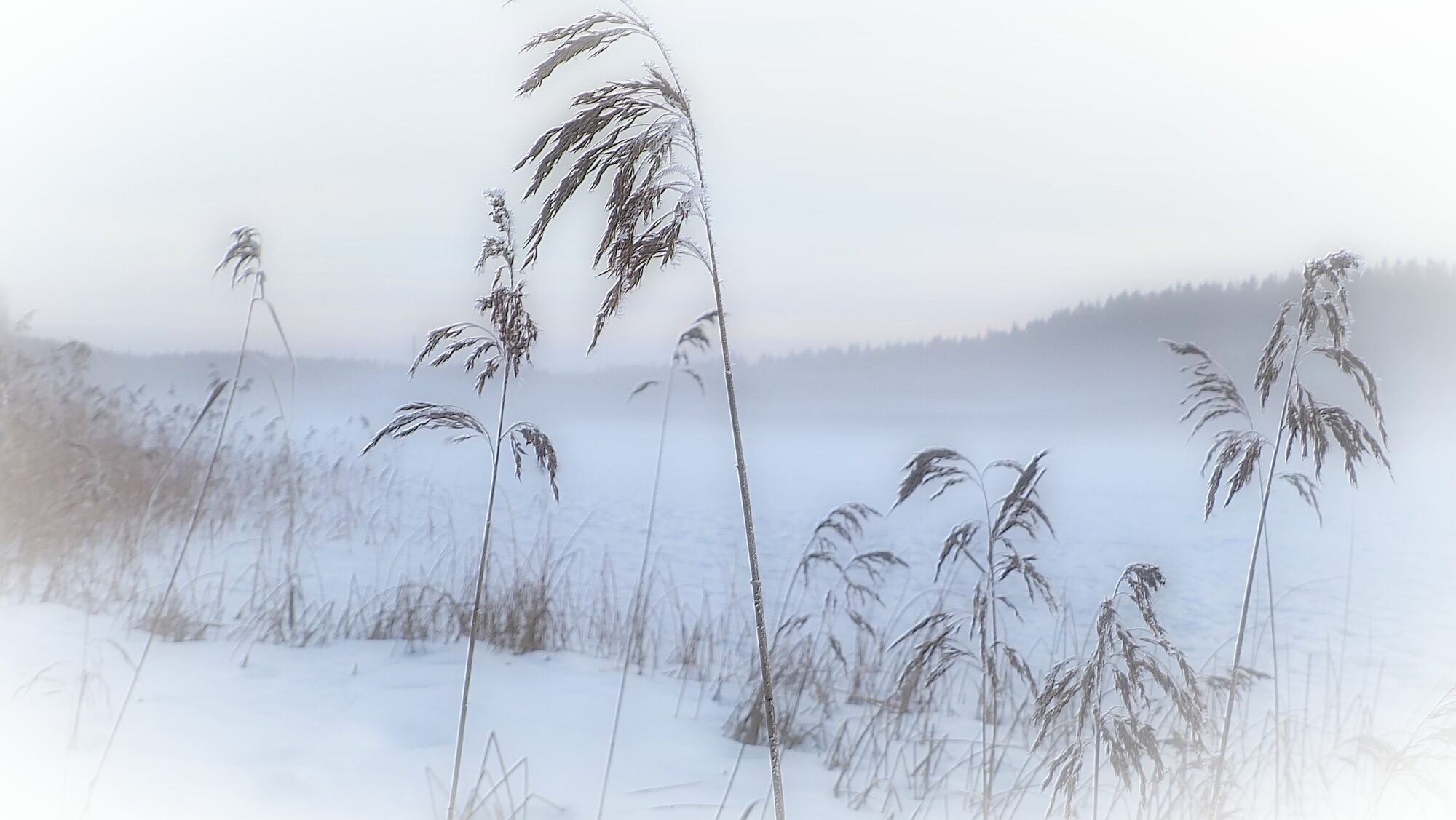 Valokuvaaja: Arja Valtonen