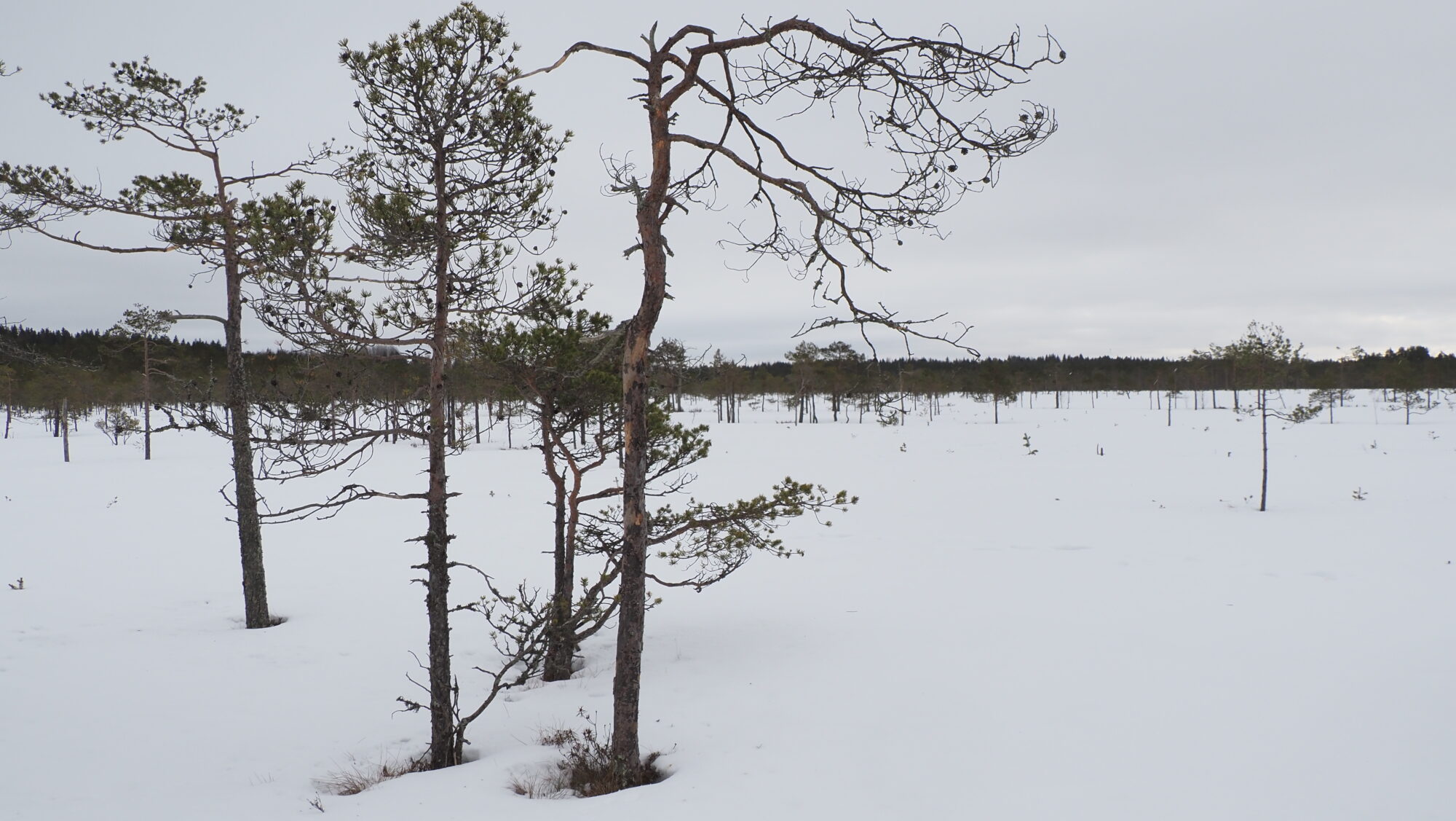 Valokuvaaja: Arja Valtonen