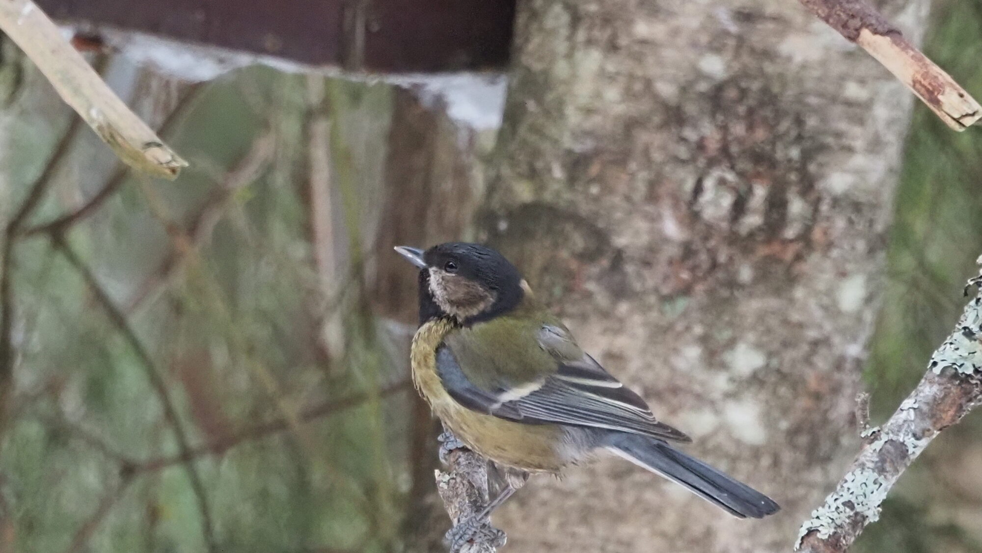 Valokuvaaja: Martti Valtonen Valokuvaaja: Martti Valtonen