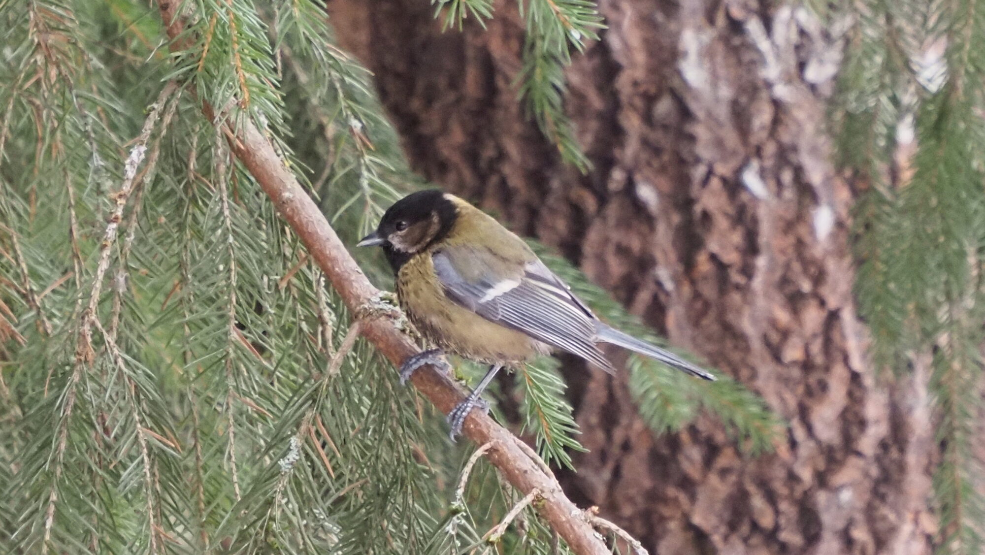 Valokuvaaja: Martti Valtonen