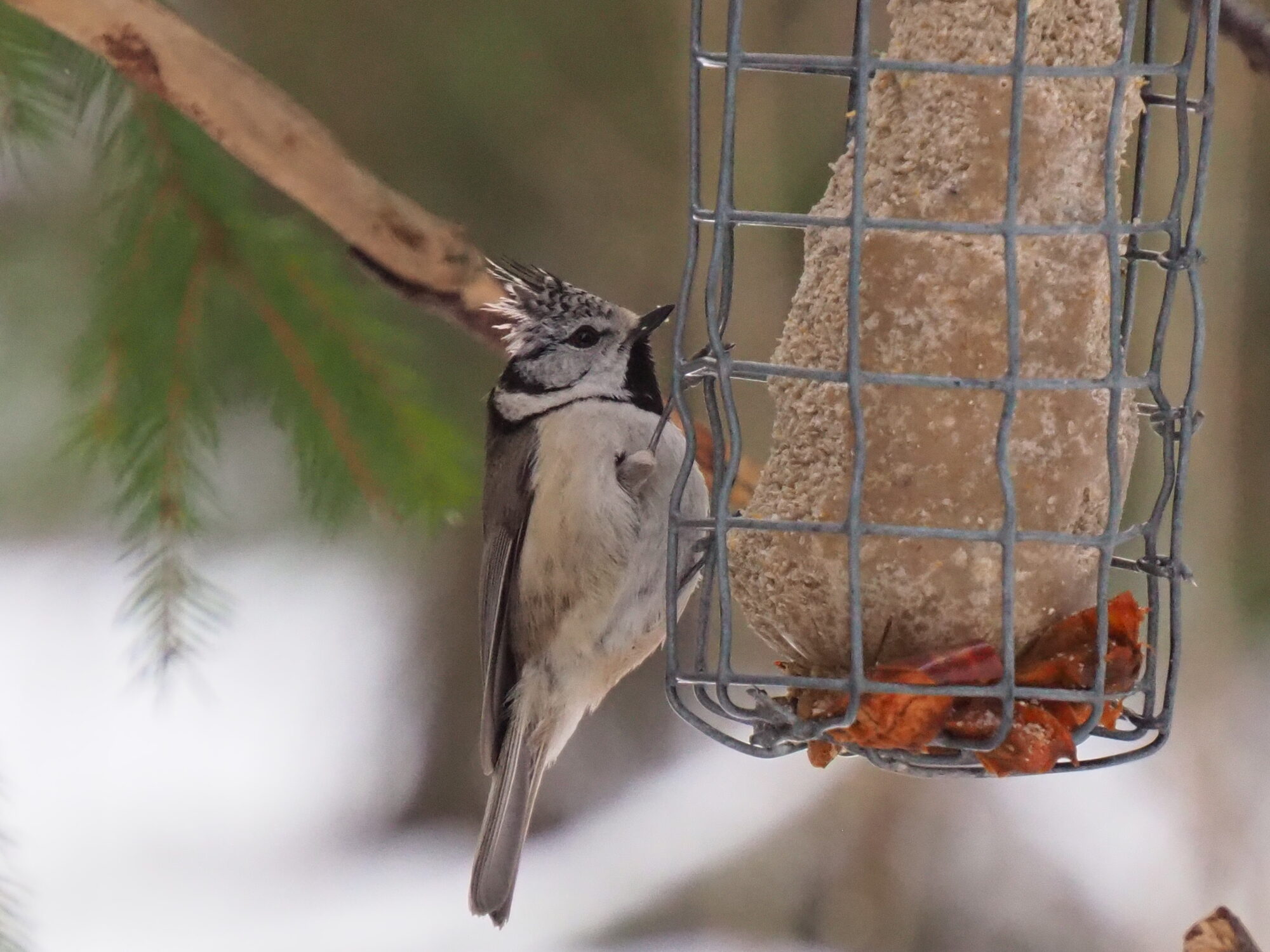 Valokuvaaja: Martti Valtonen Valokuvaaja: Martti Valtonen