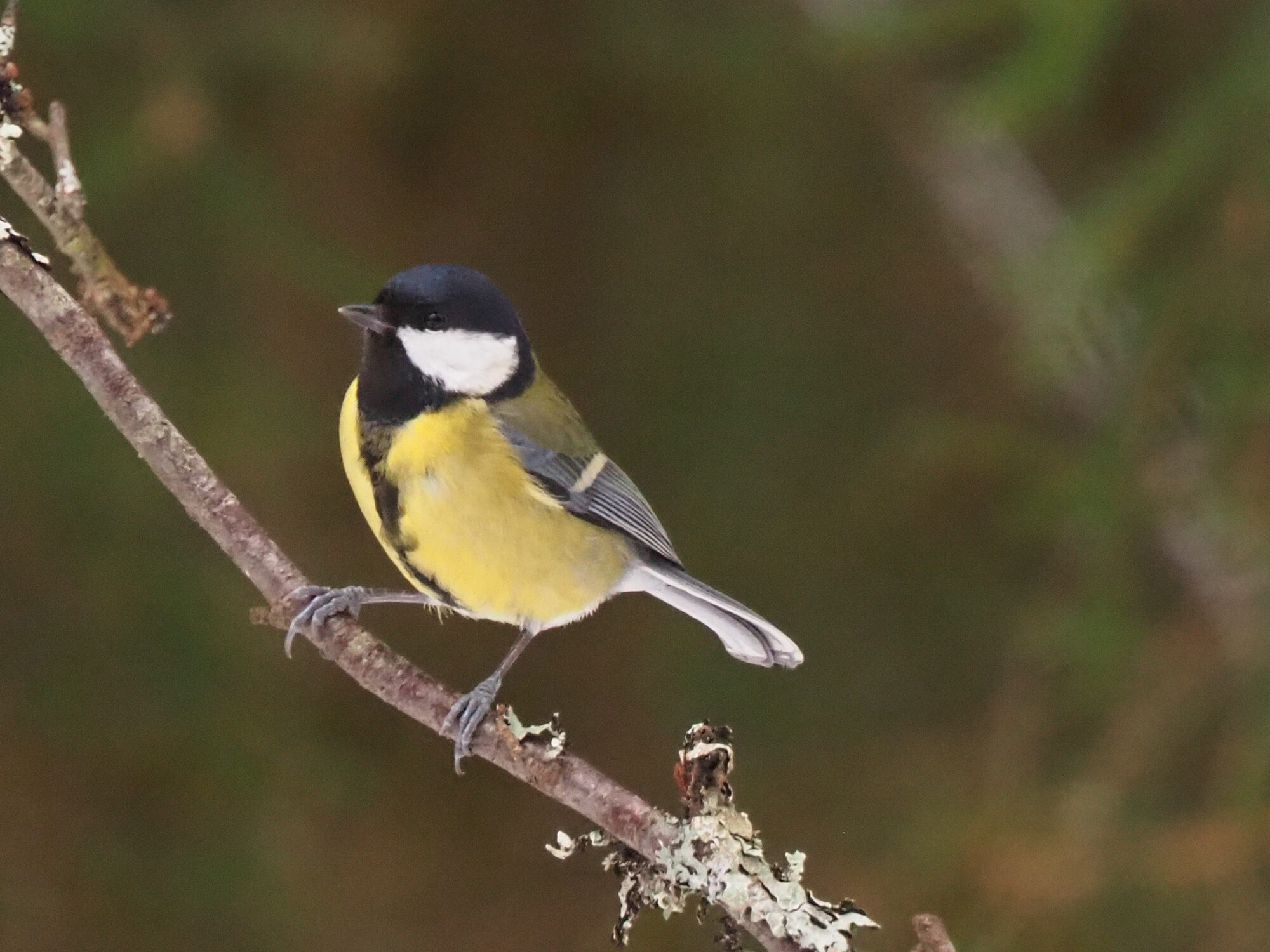 Valokuvaaja: Martti Valtonen