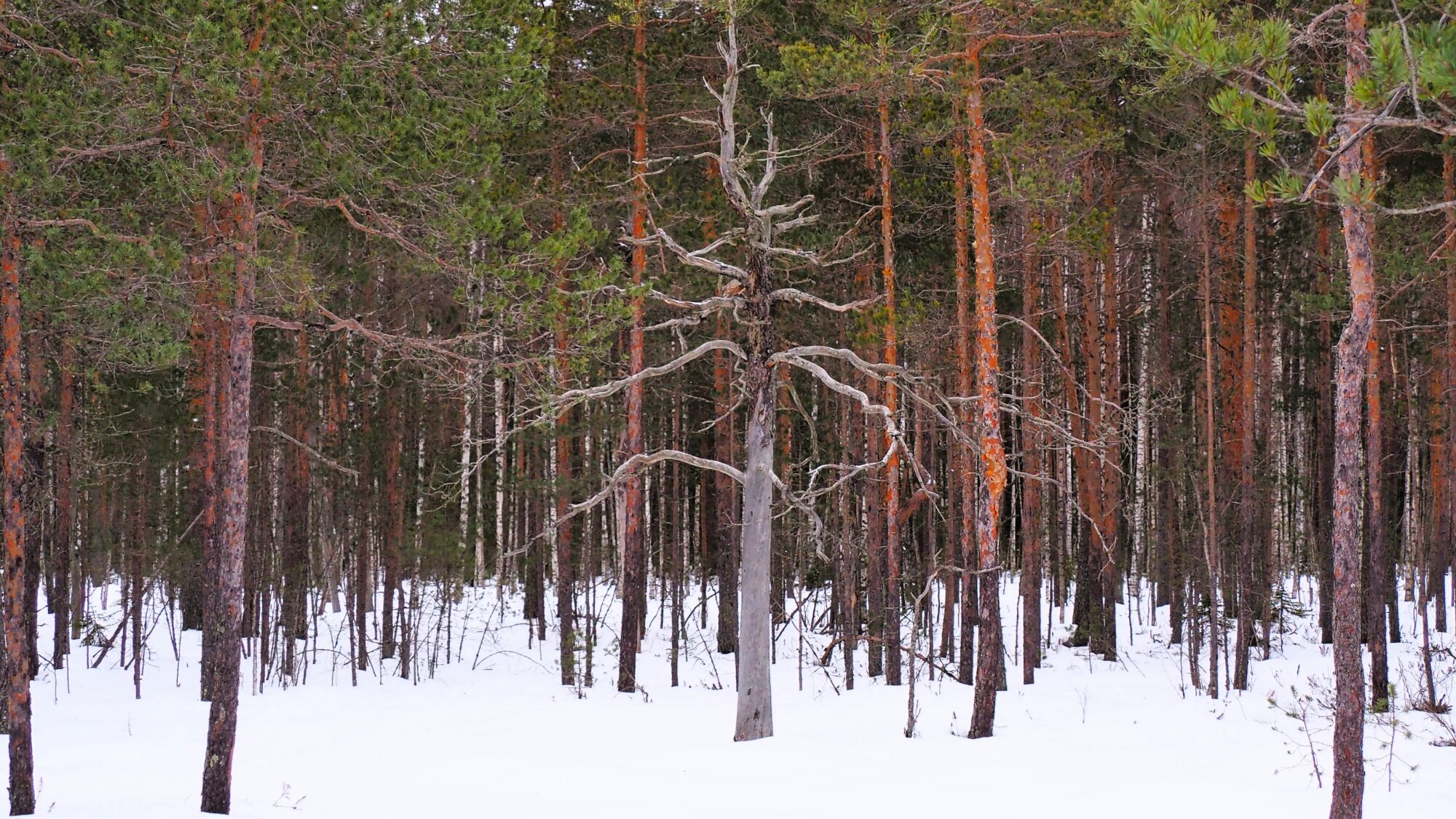 Valokuvaaja: Martti Valtonen Valokuvaaja: Martti Valtonen