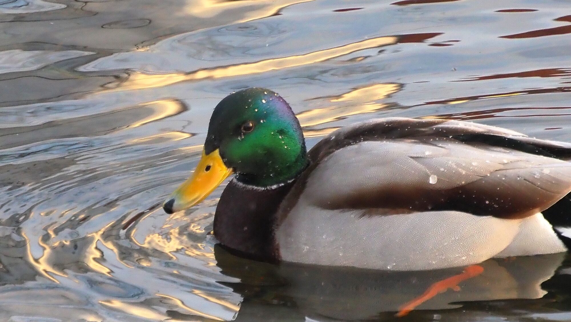 Valokuvaaja: Arja Valtonen