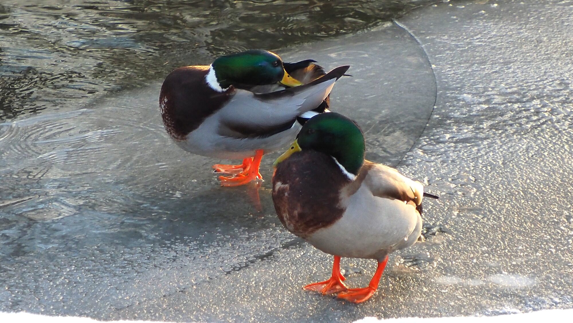 Valokuvaaja: Arja Valtonen