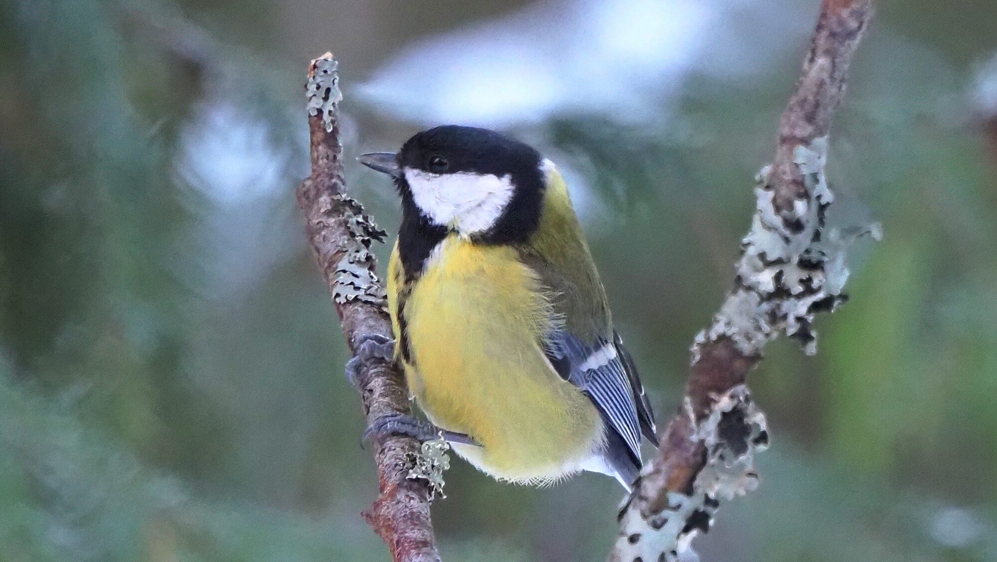 Valokuvaaja: Arja Valtonen