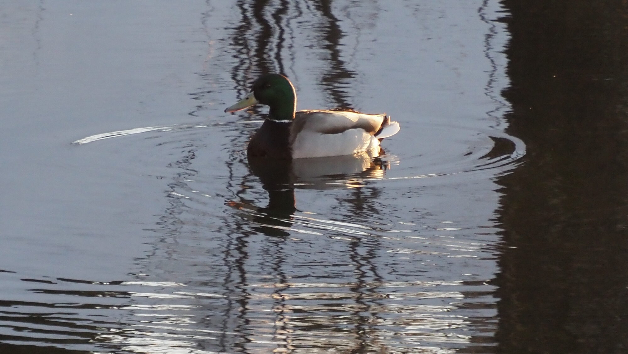 Valokuvaaja: Arja Valtonen Valokuvaaja: Arja Valtonen