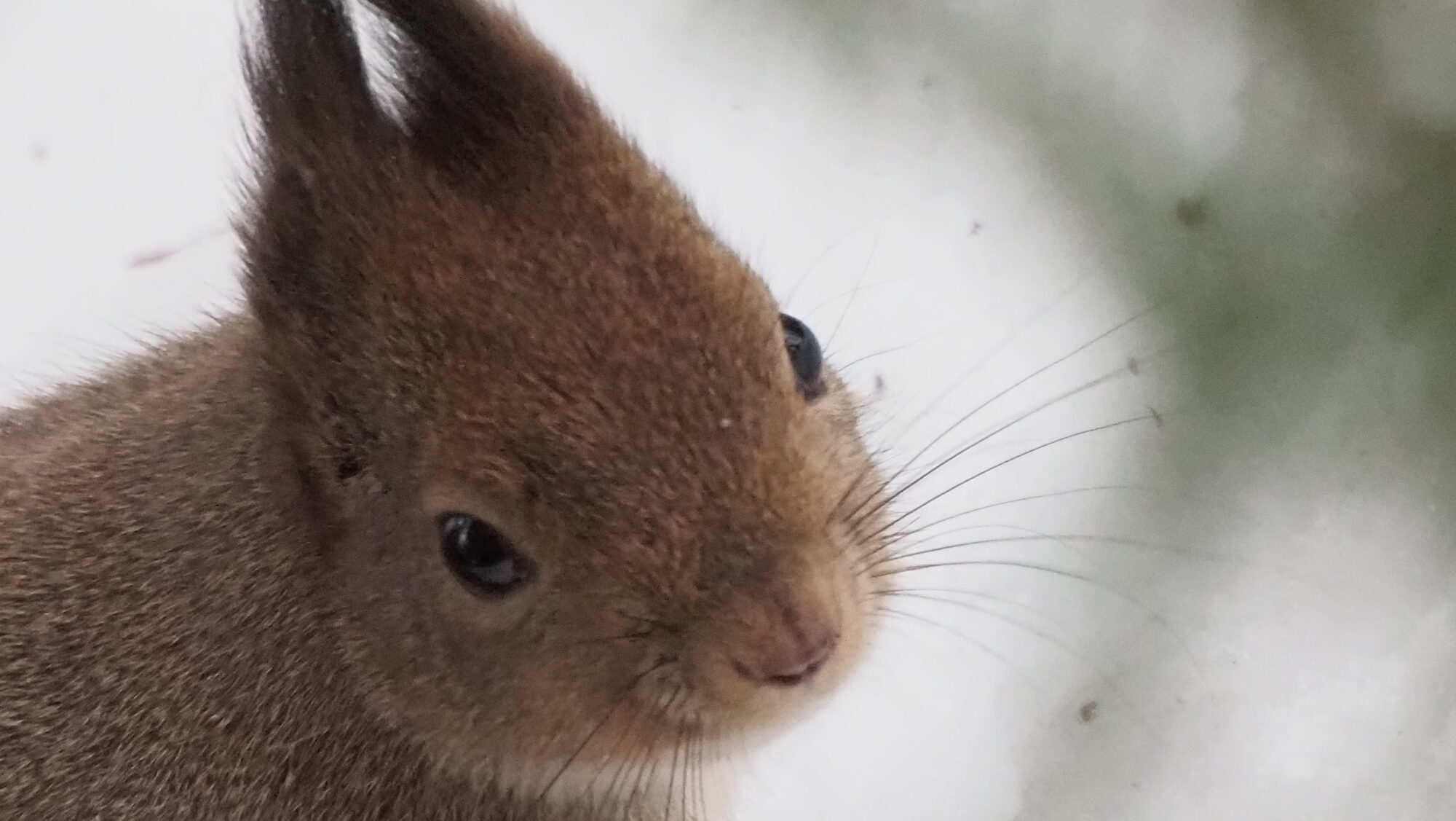 Valokuvaaja: Arja Valtonen