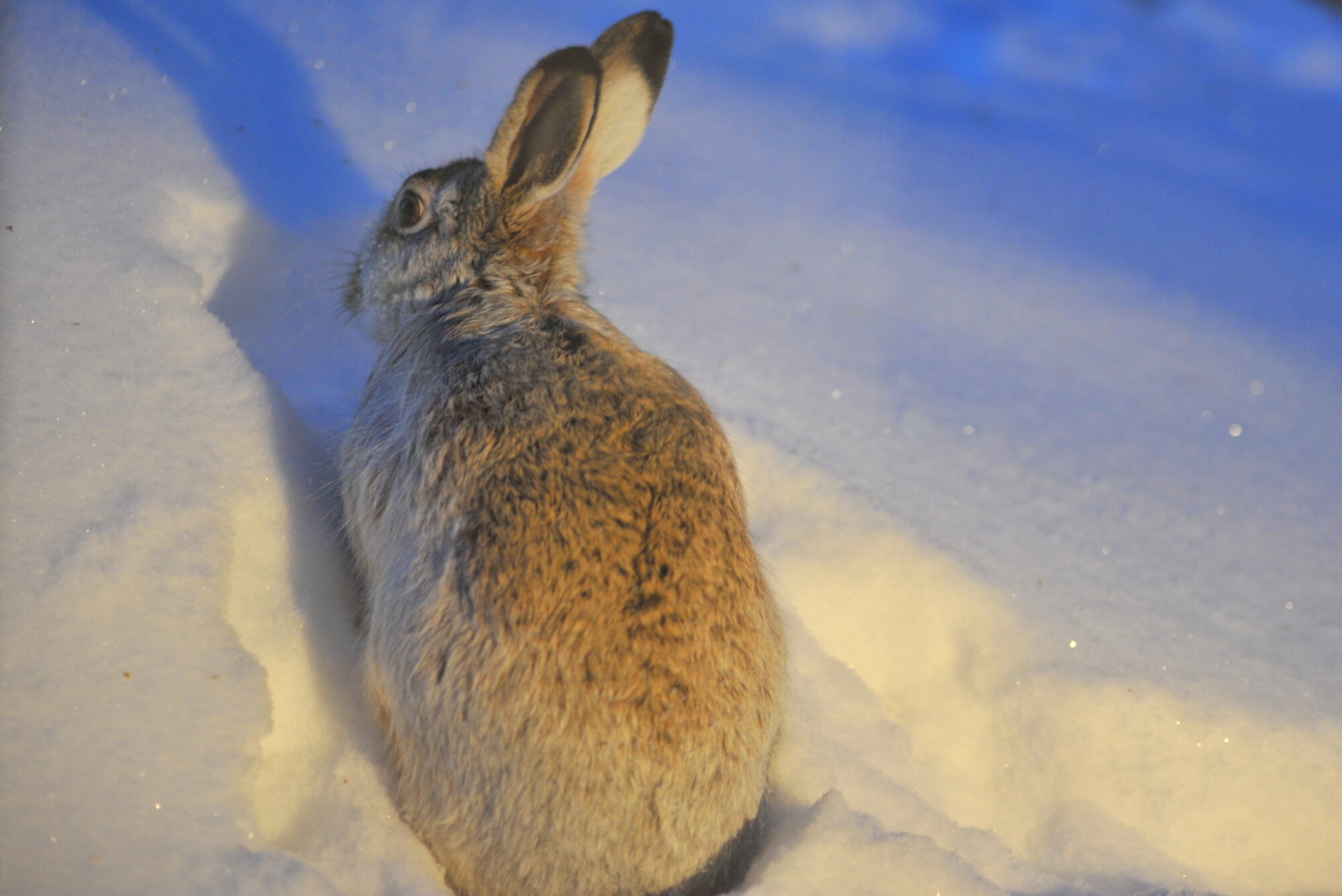 Valokuvaaja: Kaarlo Asikainen