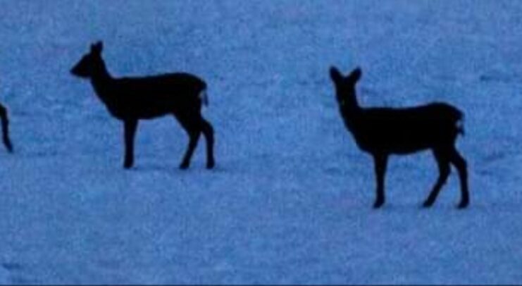 Valokuvaaja: Koos Coolen