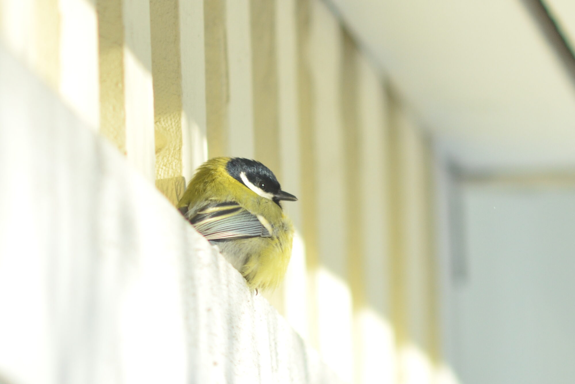 Valokuvaaja: Kaarlo Asikainen Valokuvaaja: Kaarlo Asikainen