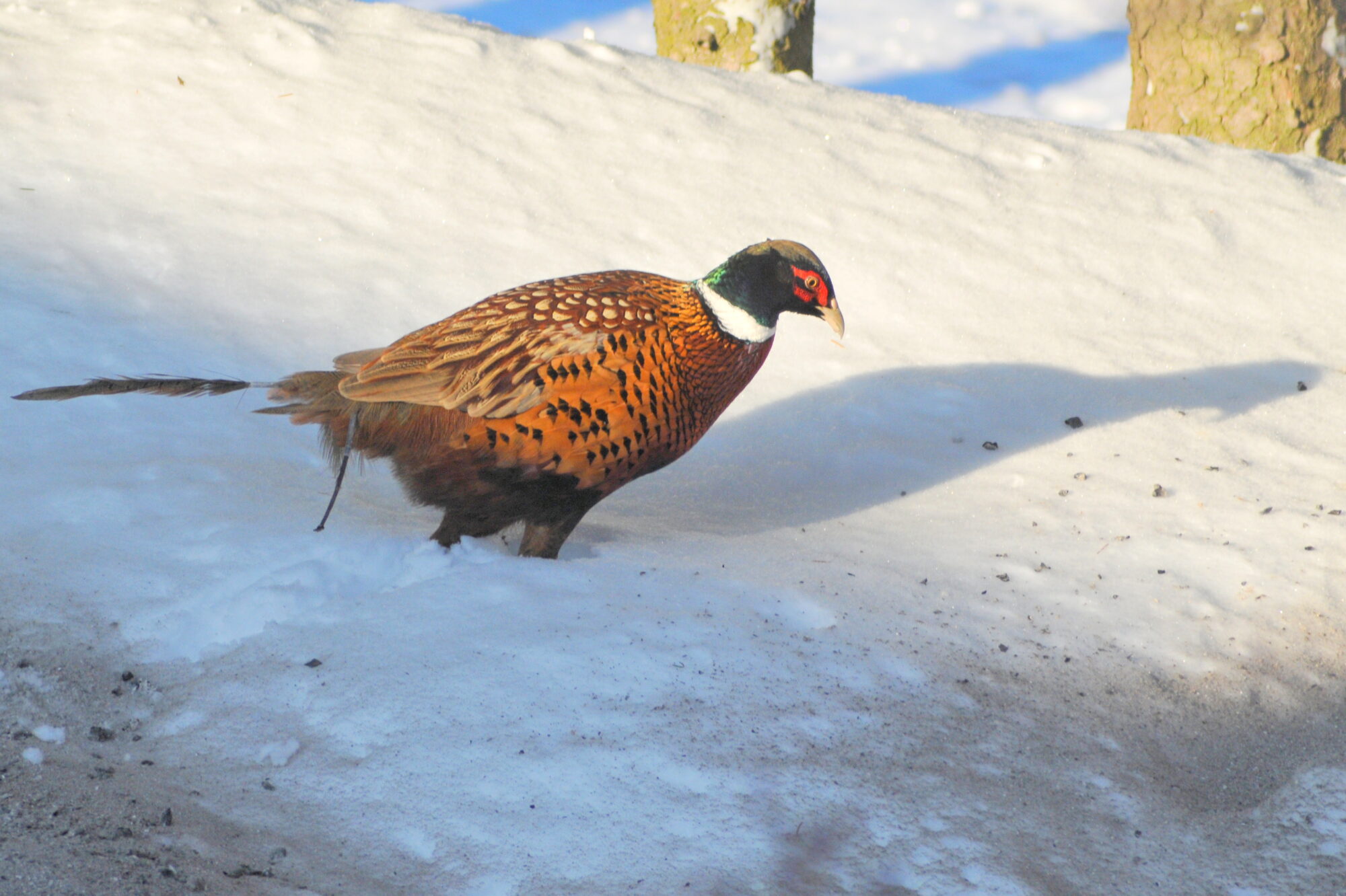 Valokuvaaja: Kaarlo Asikainen
