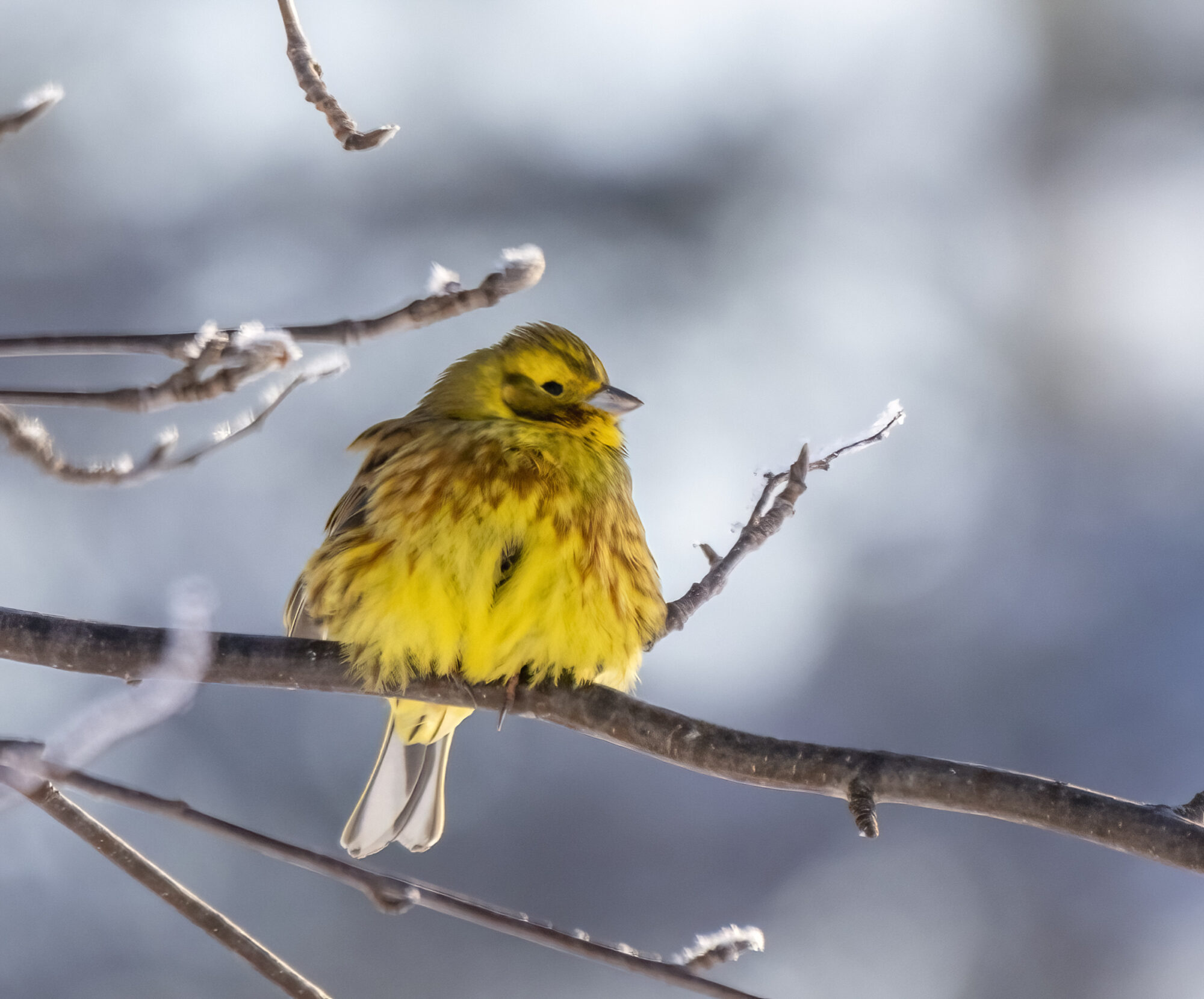 Valokuvaaja: Hannu Tikkanen Valokuvaaja: Hannu Tikkanen