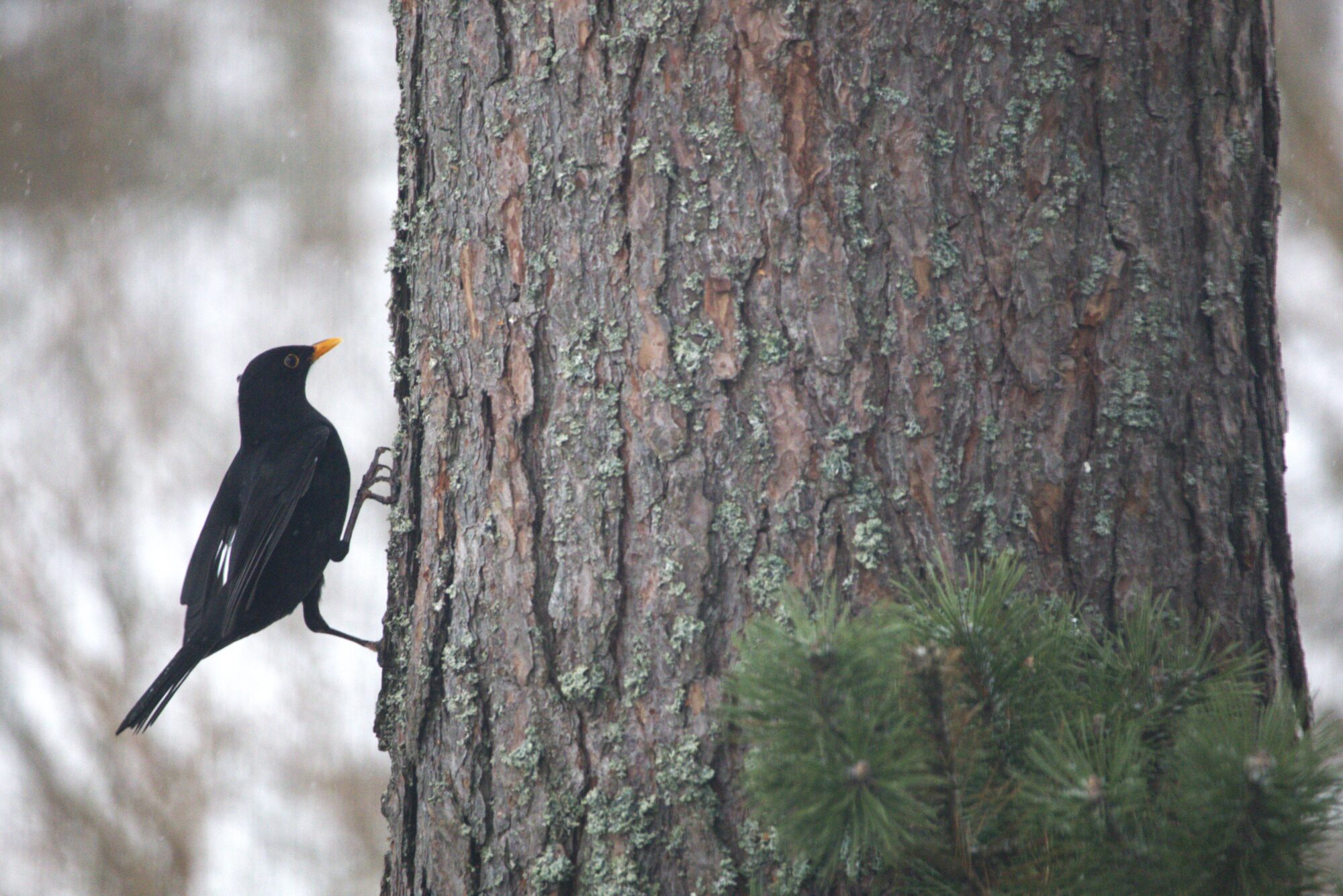 Valokuvaaja: Armi Järvinen