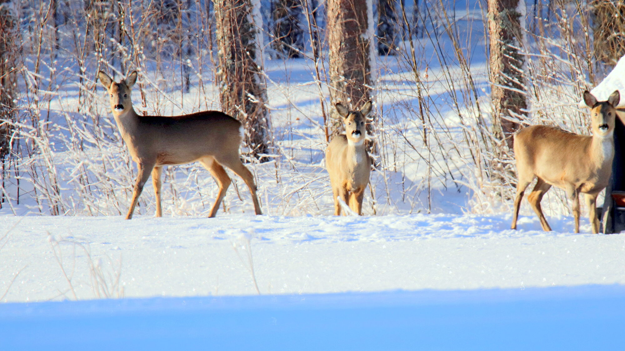 Valokuvaaja: sirpa Jyske