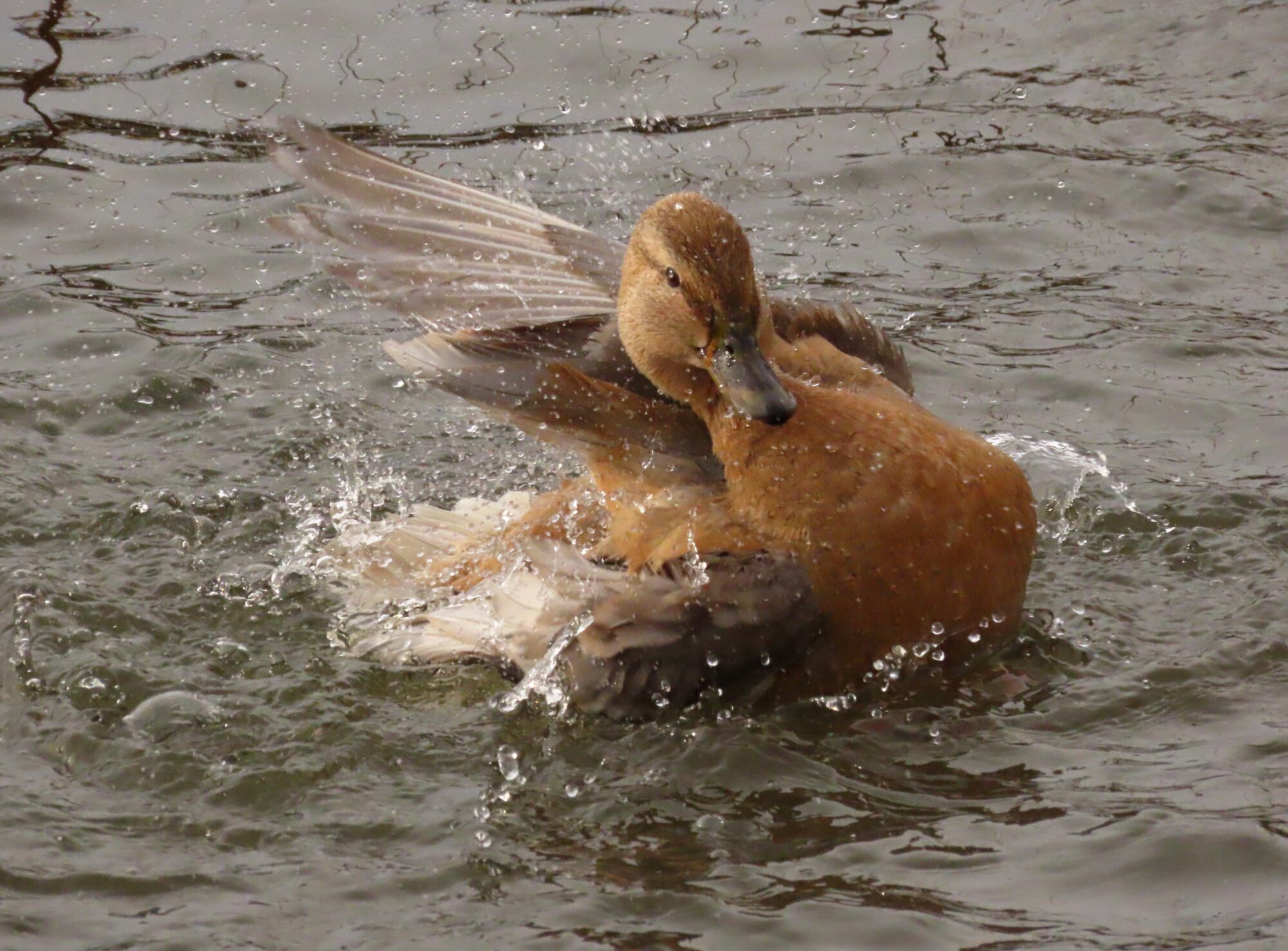Valokuvaaja: Mirja Suoknuuti