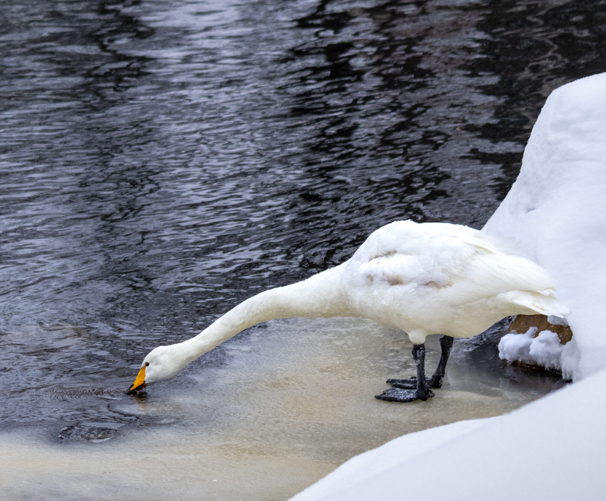 Valokuvaaja: Hannu Tikkanen