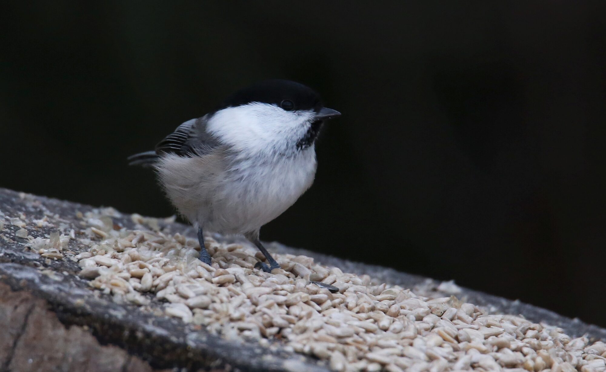 Valokuvaaja: Jaana Saarelainen