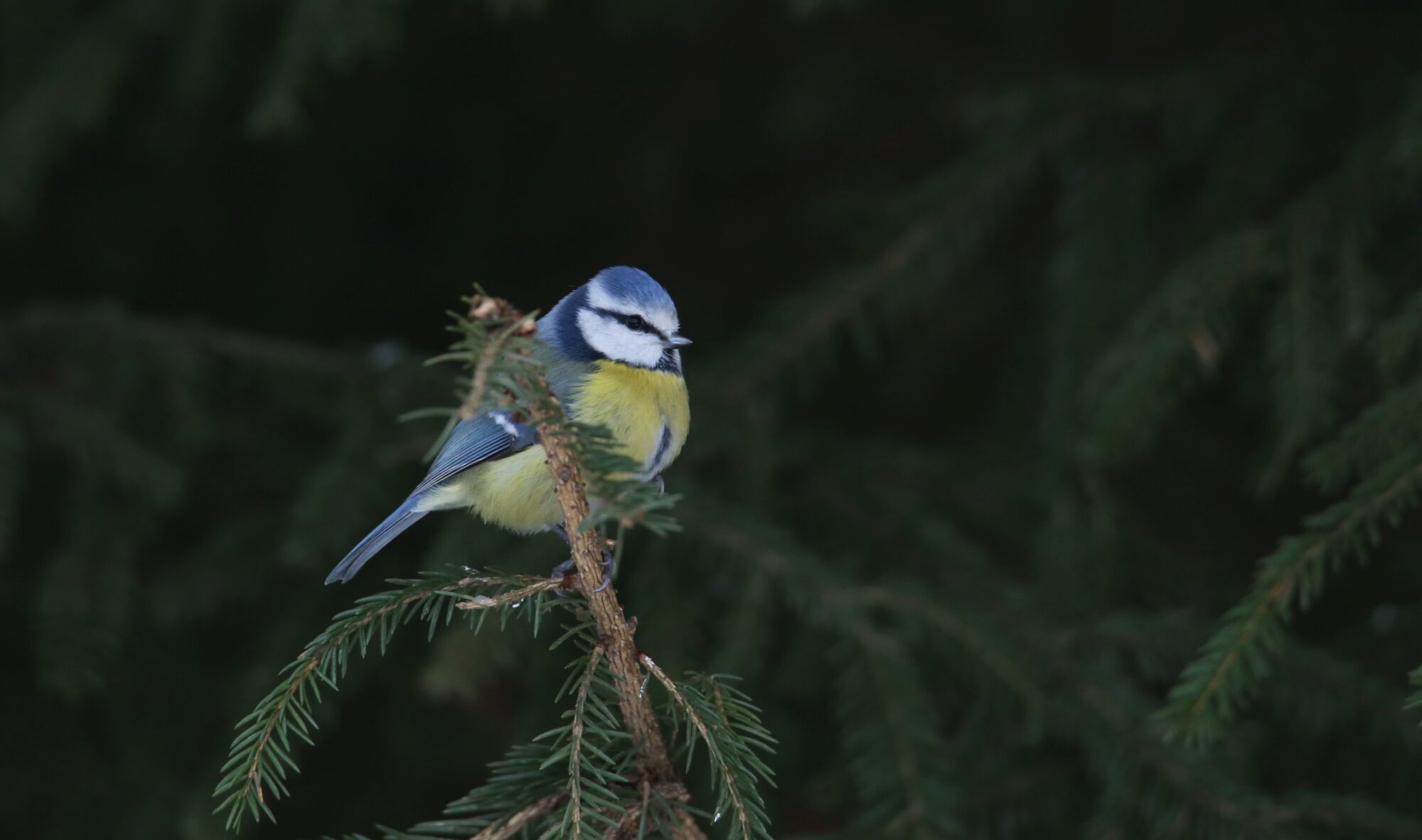 Valokuvaaja: Jaana Saarelainen