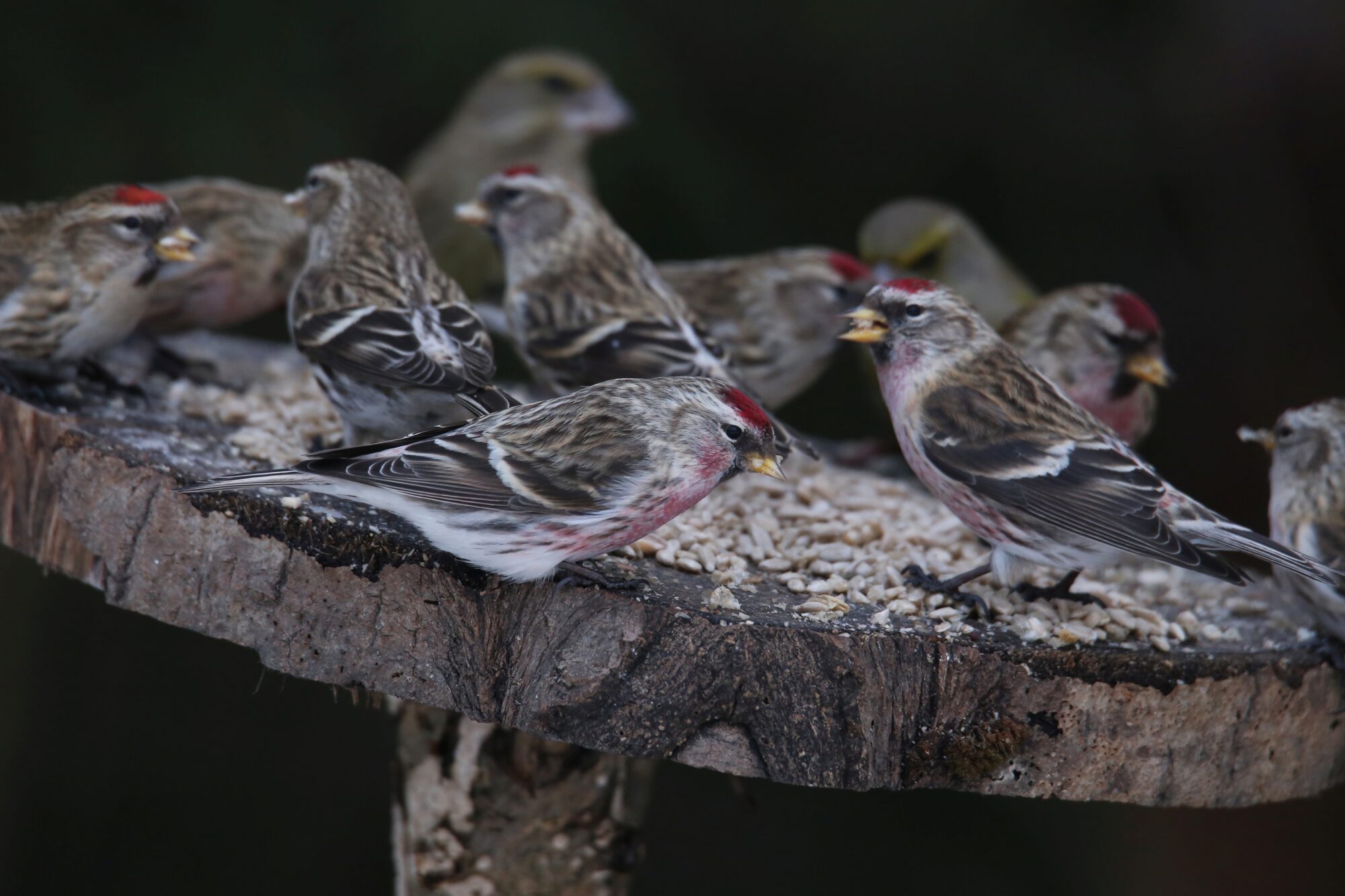 Valokuvaaja: Jaana Saarelainen