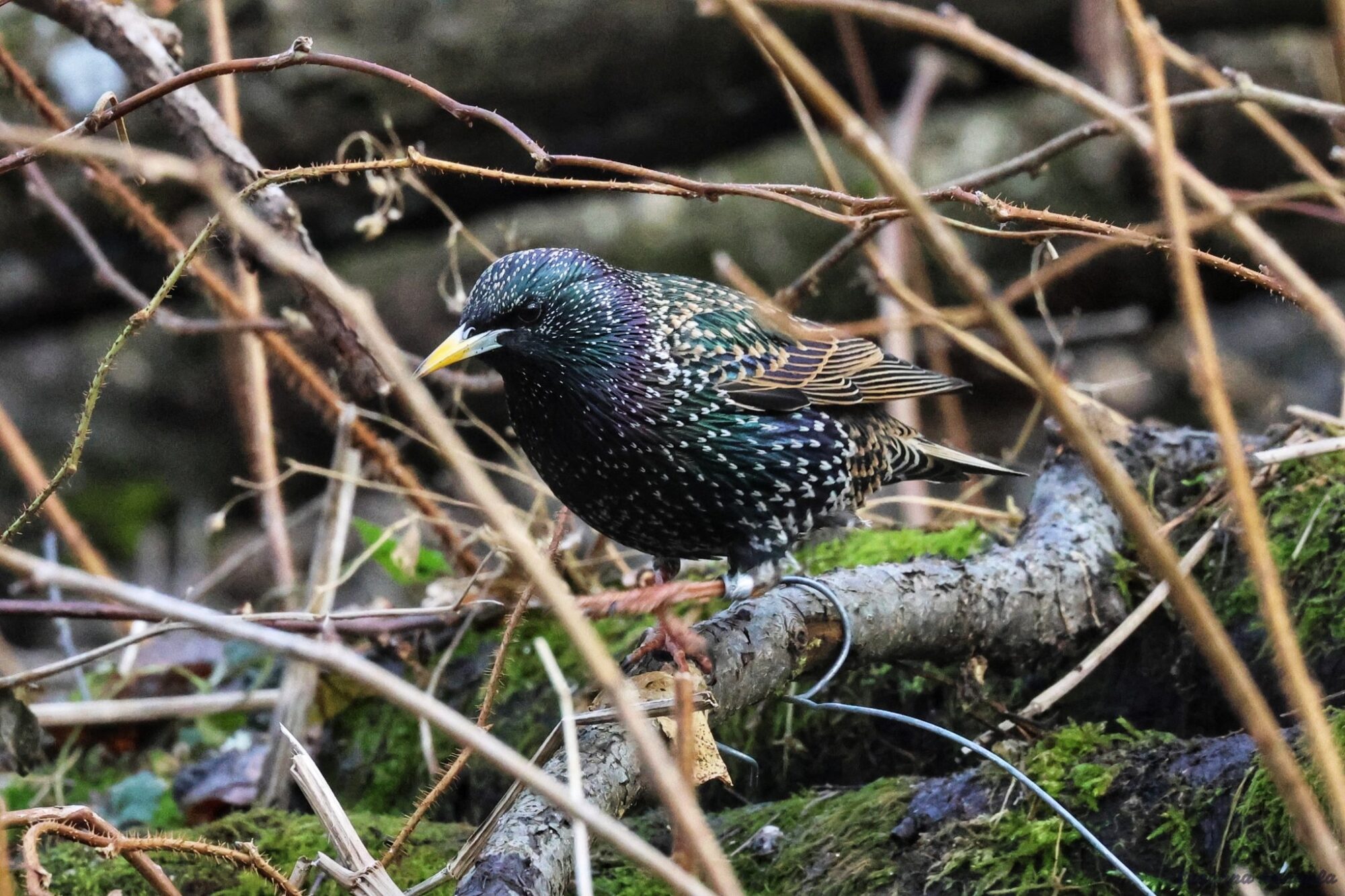 Valokuvaaja: Susanna Hannula