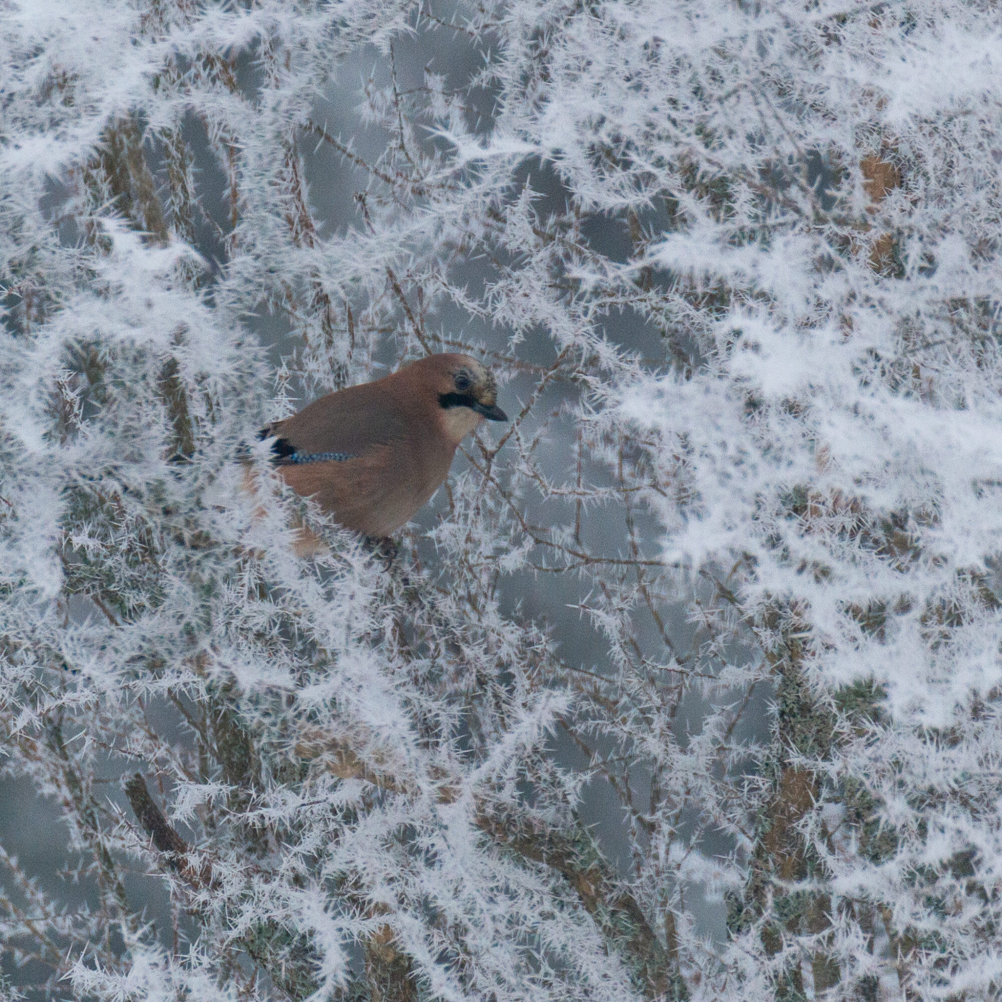 Valokuvaaja: Helena Minkkilä