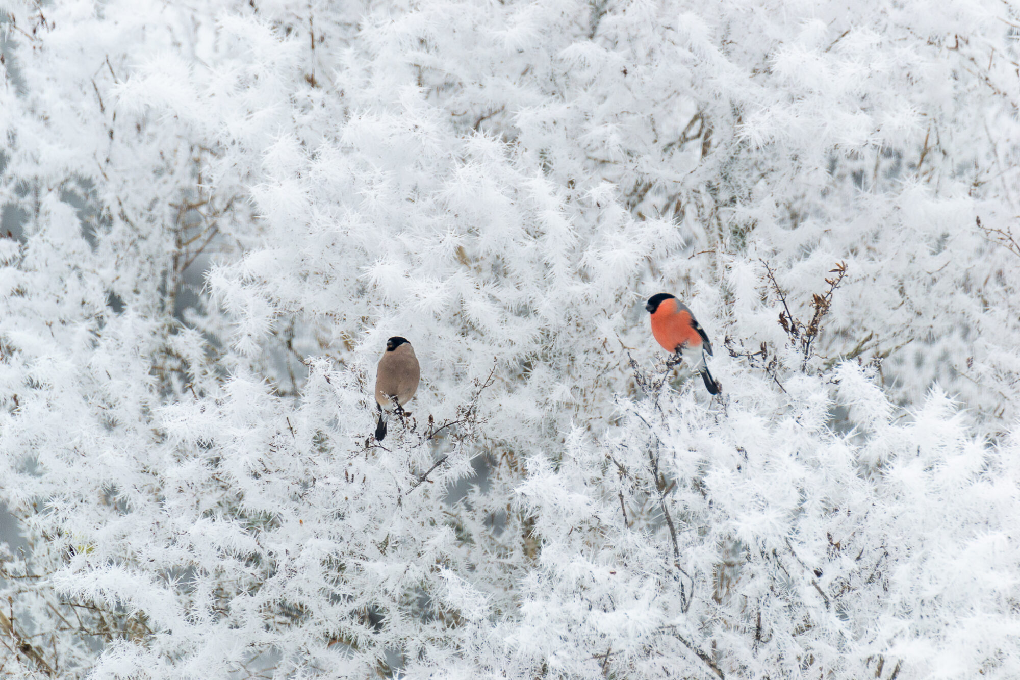 Valokuvaaja: Helena Minkkilä