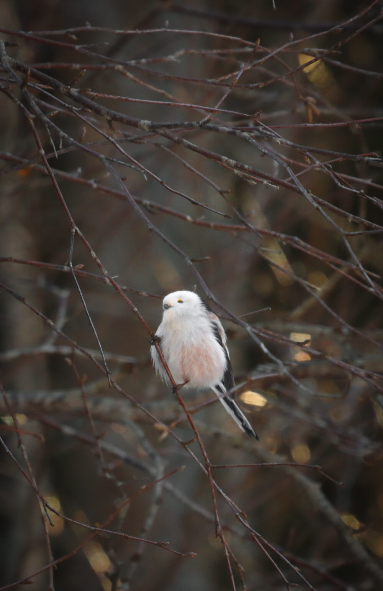 Valokuvaaja: Katariina Heikkonen