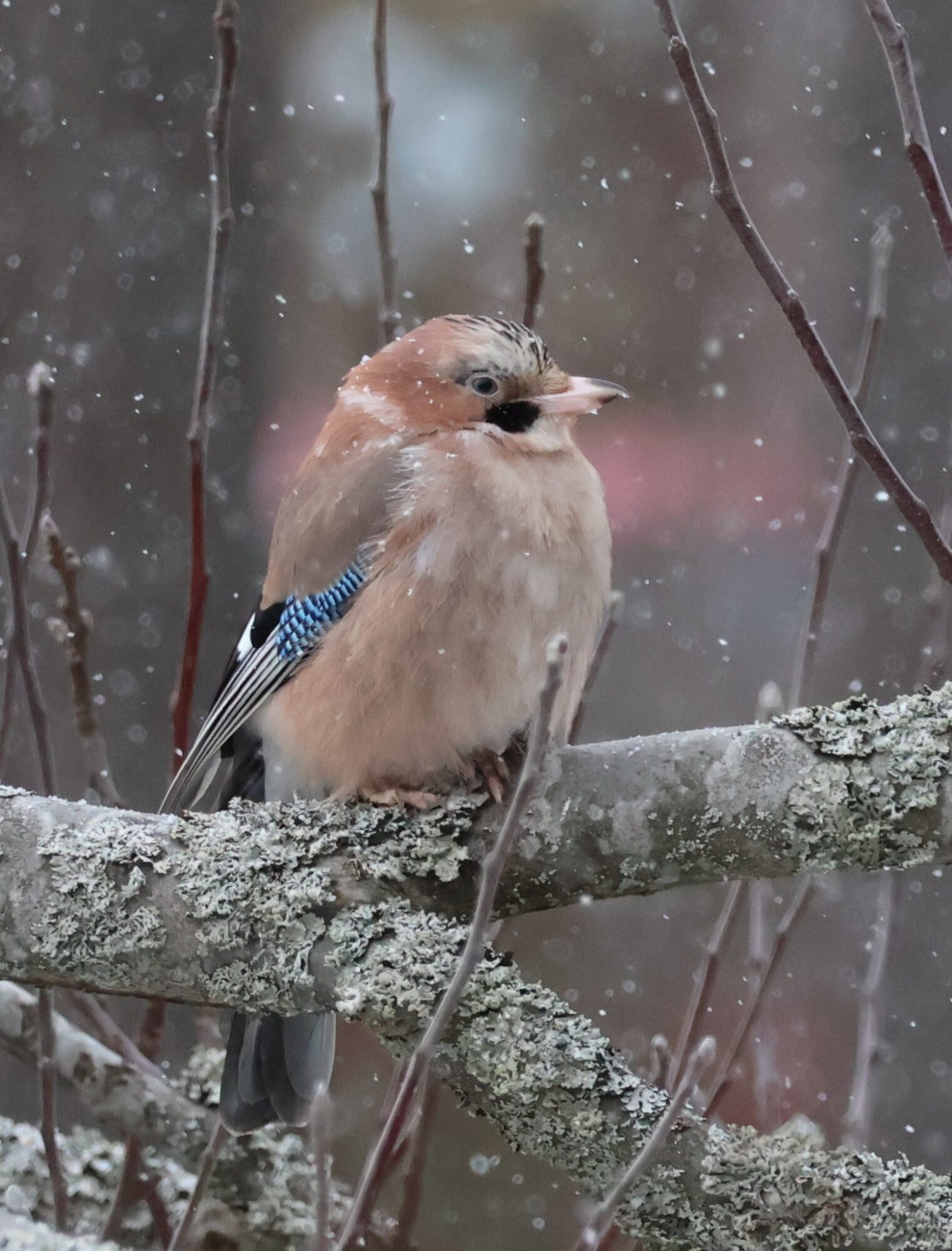 Valokuvaaja: Hanna Rönty Valokuvaaja: Hanna Rönty