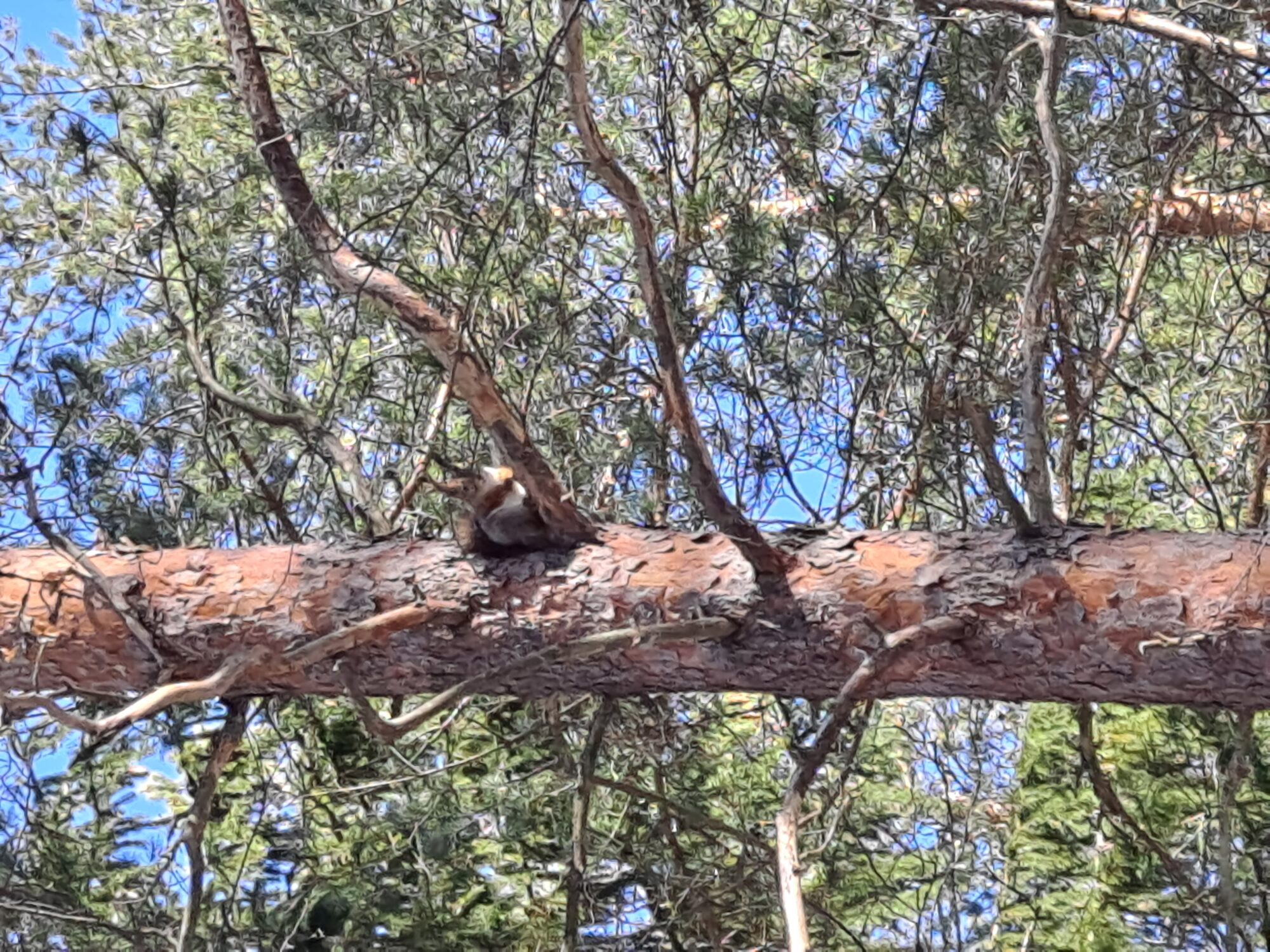 Valokuvaaja: Satu Suuntala Valokuvaaja: Satu Suuntala