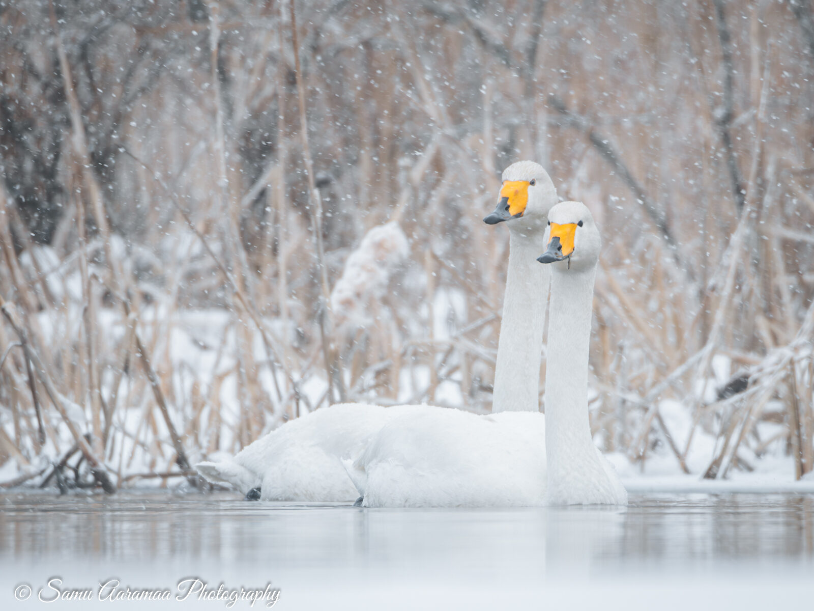 Valokuvaaja: Samu Aaramaa Photography Valokuvaaja: Samu Aaramaa Photography